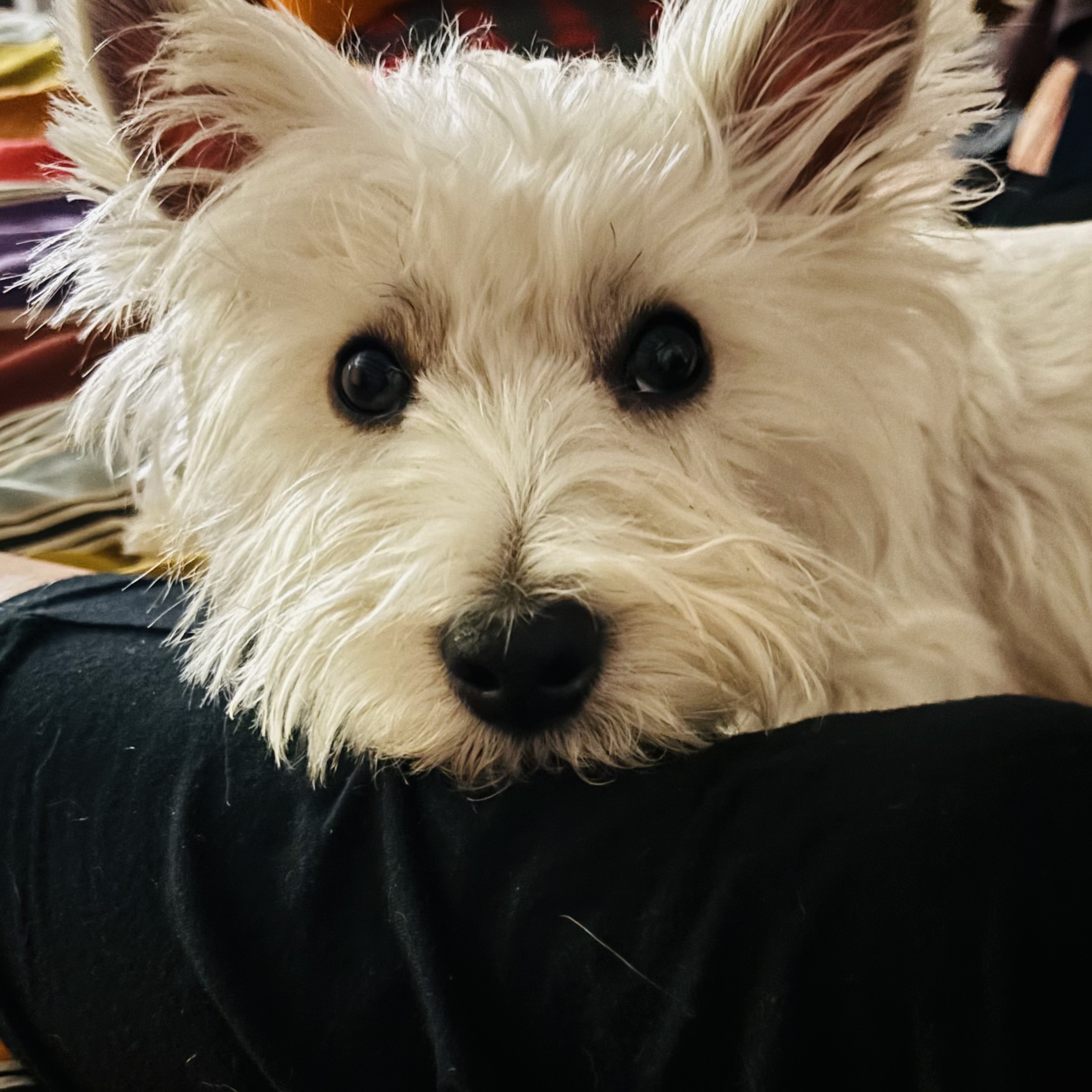 Otis