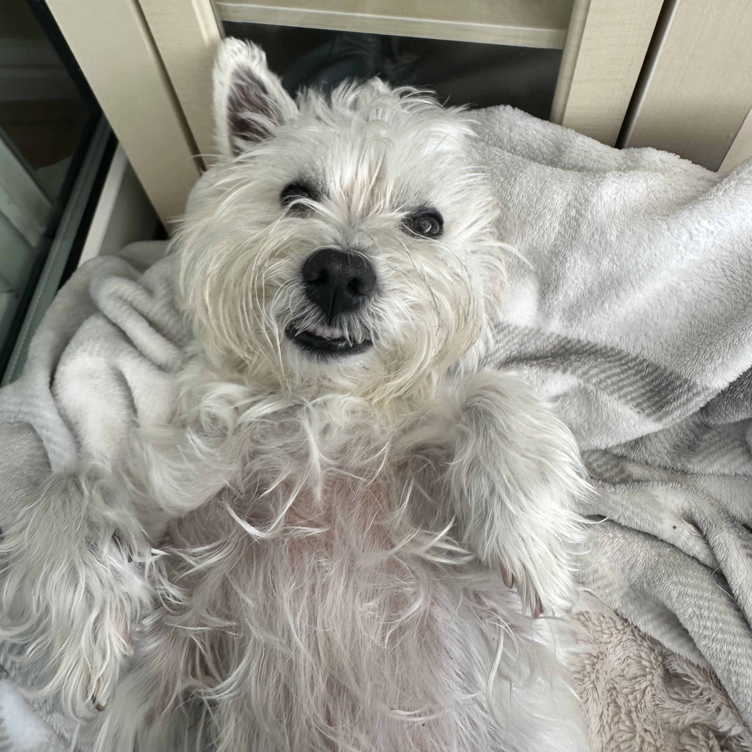 Poppy