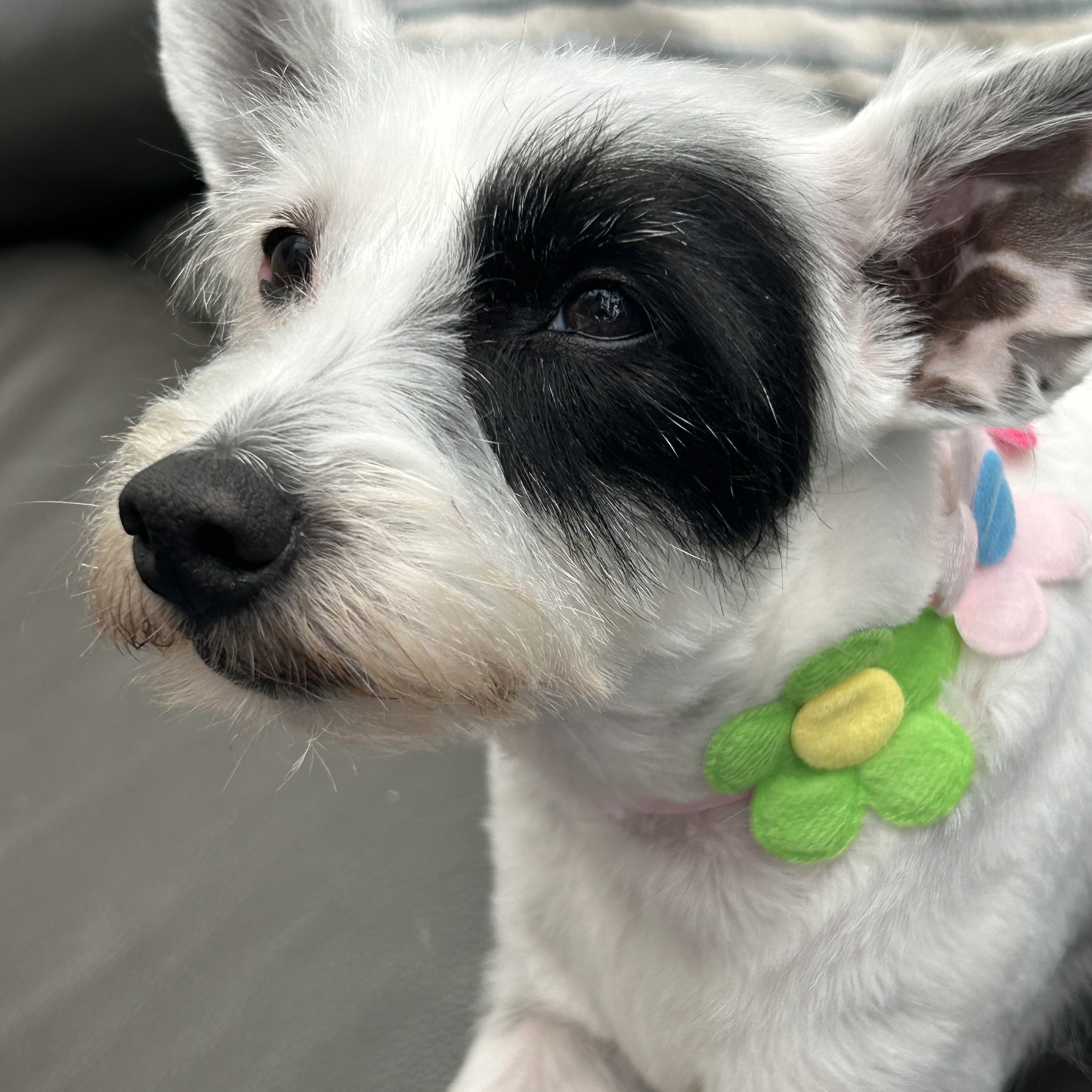 Dottie