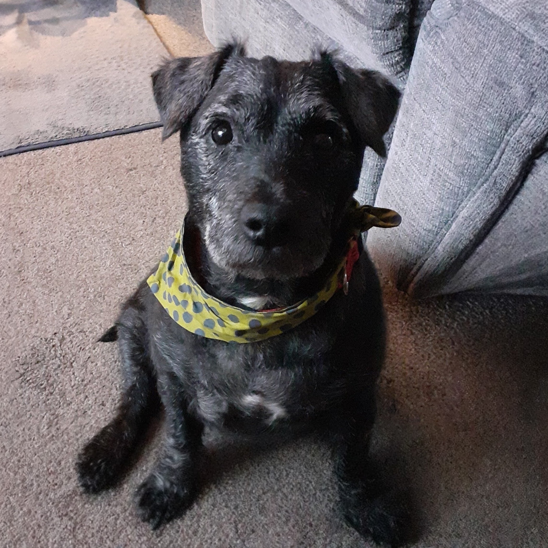 Chip