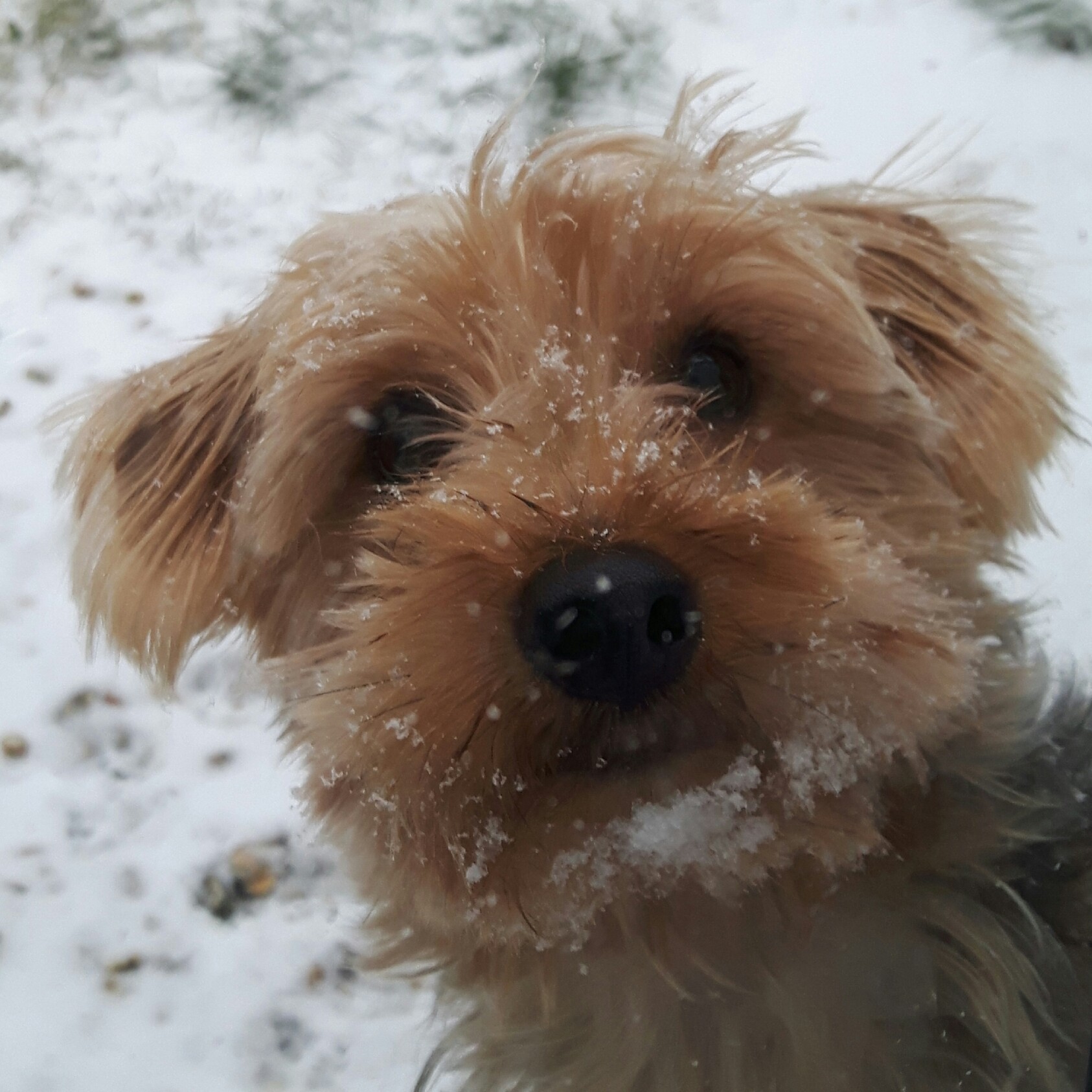 Alfie
