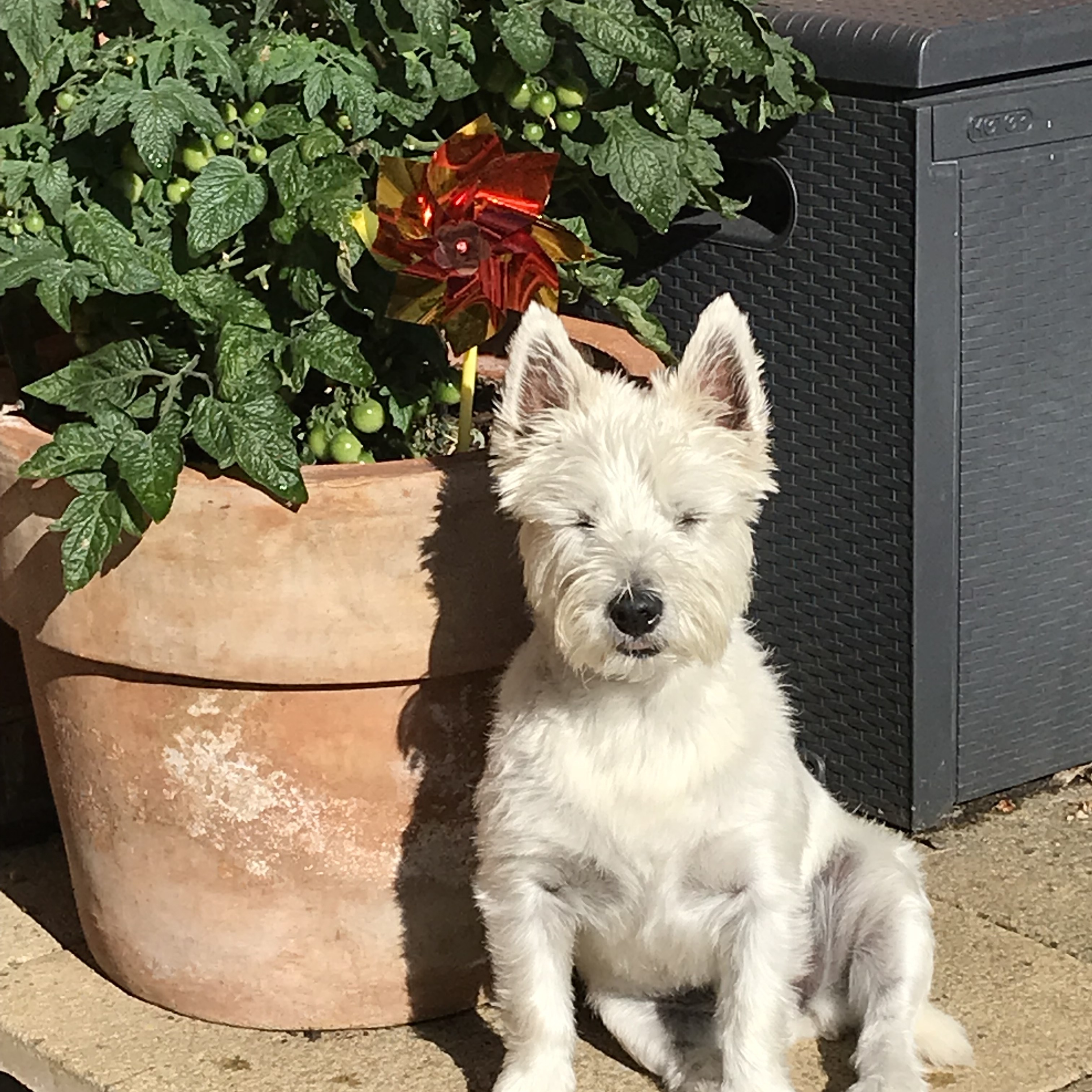 Maisie (Moo Moi)