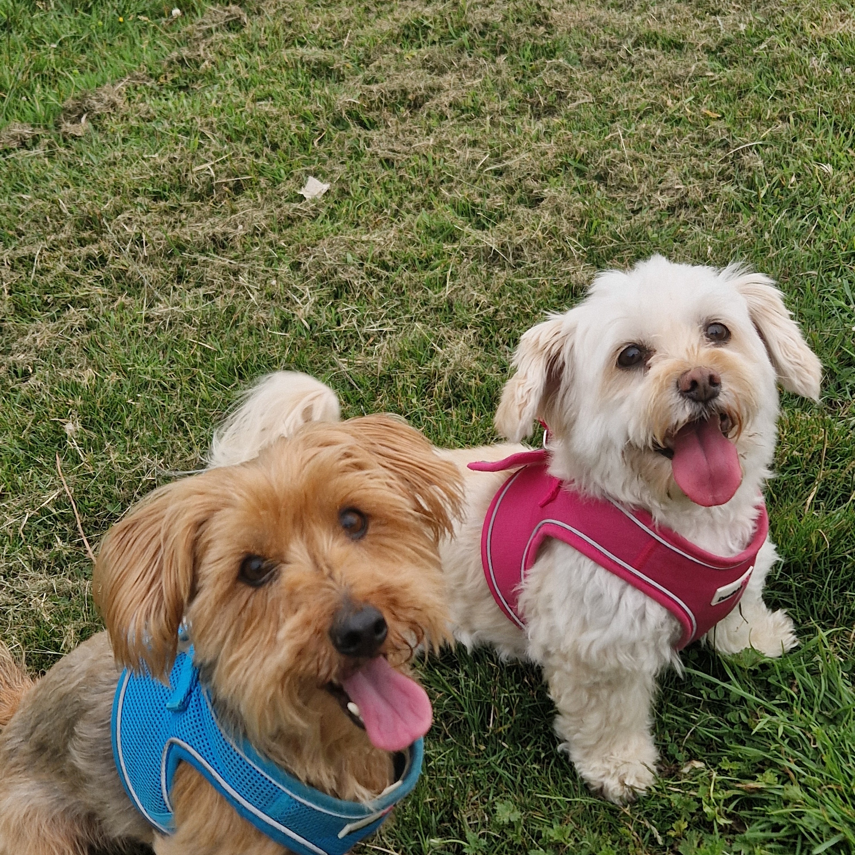 Alfie & Bella