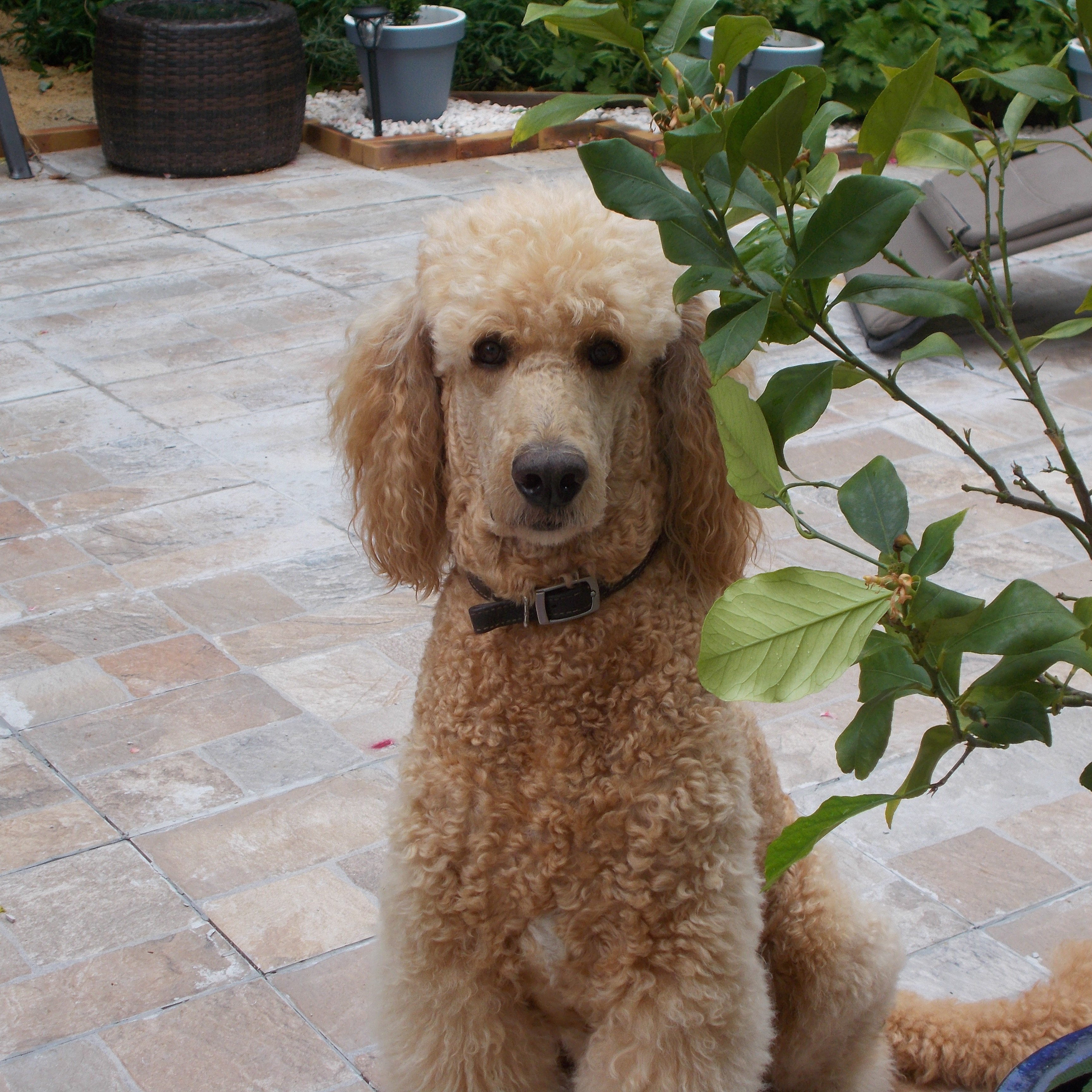 Brandy