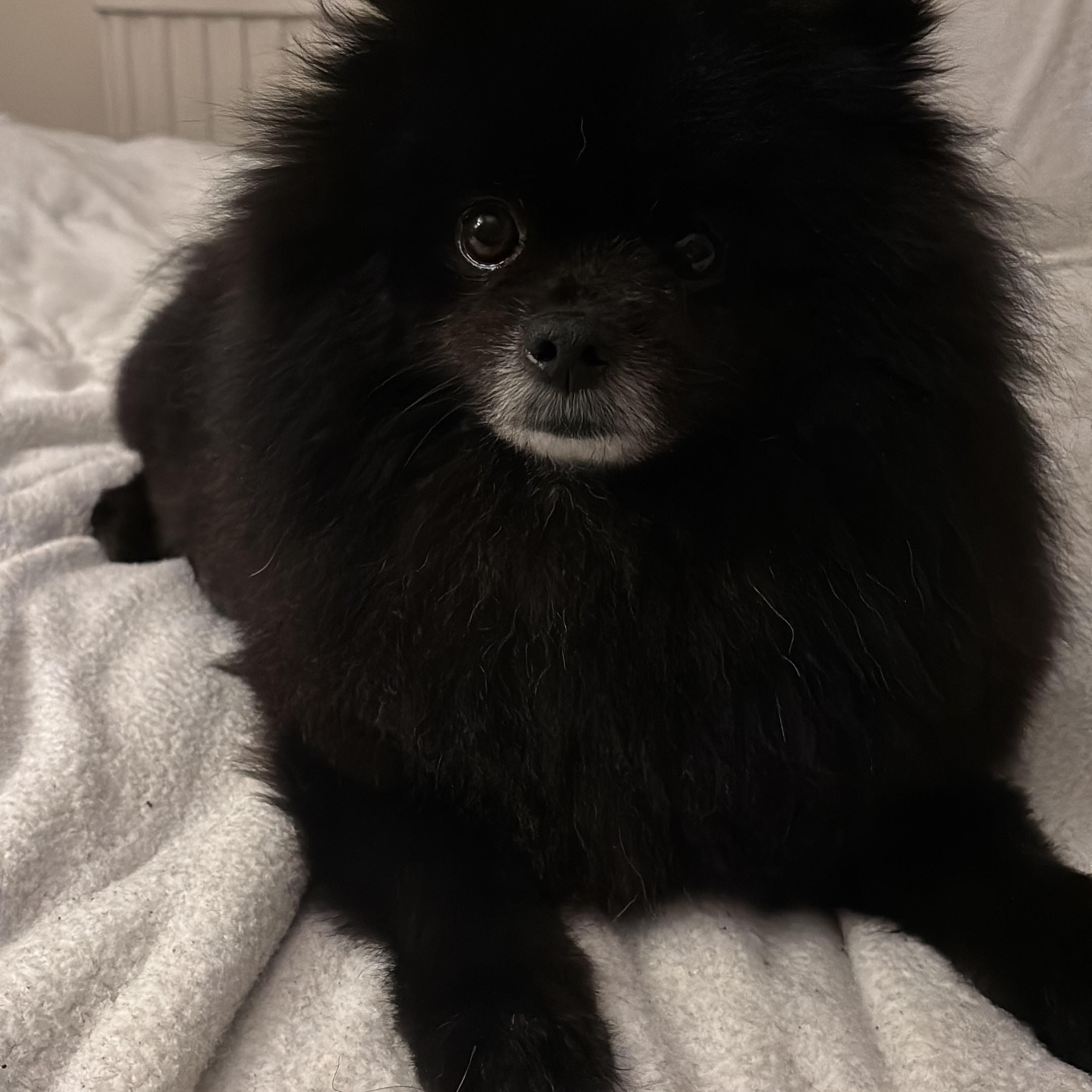 Bear