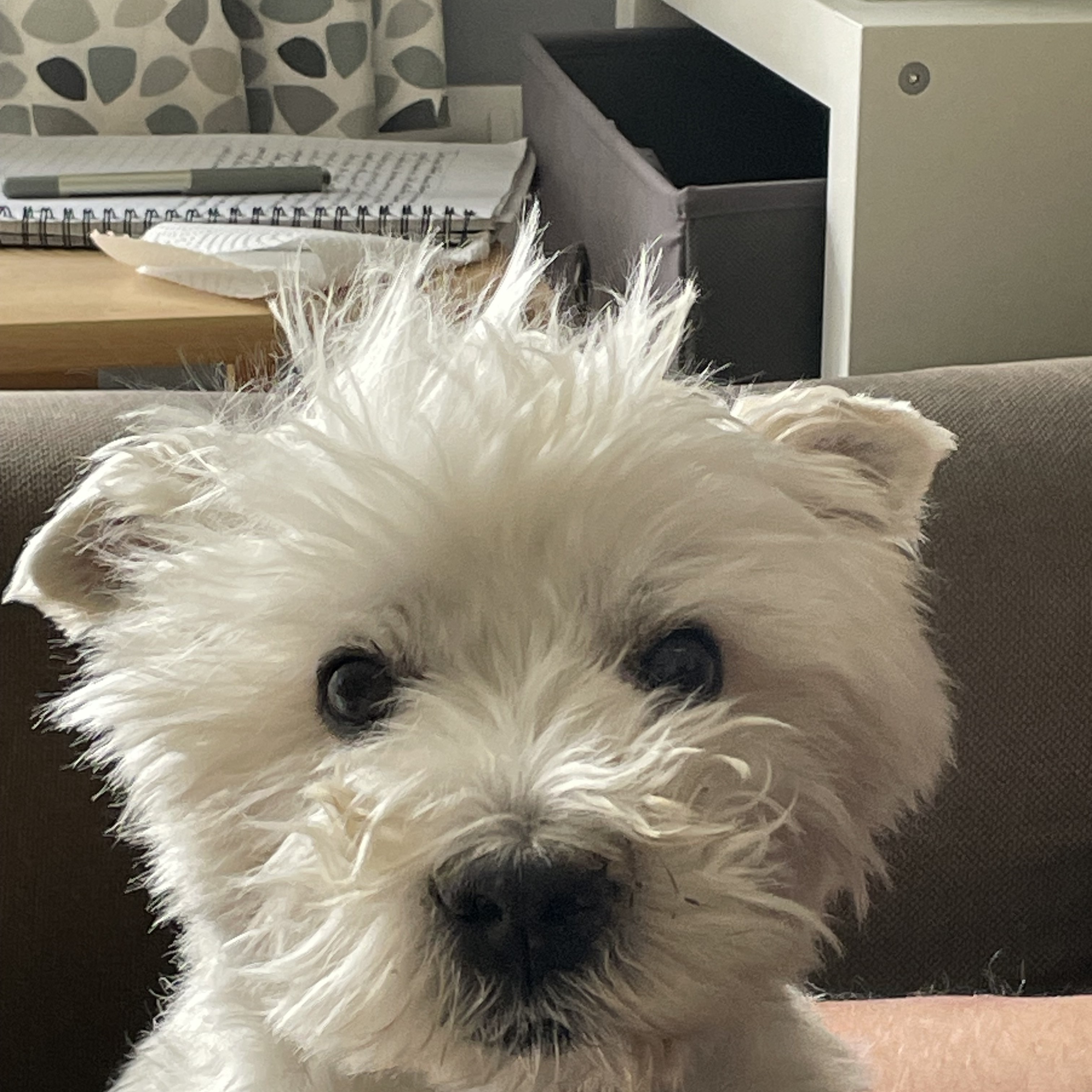 Baxter