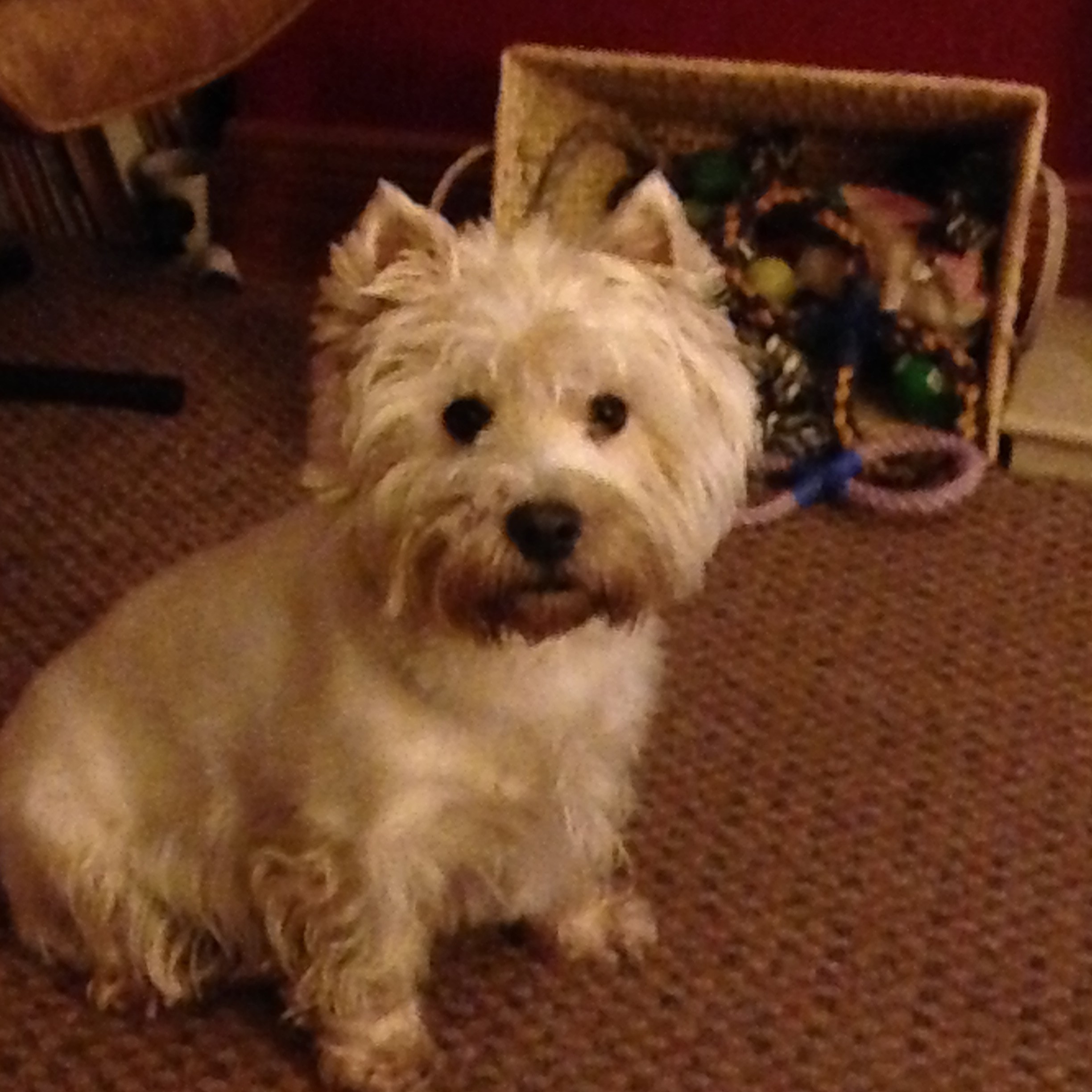 Hamish