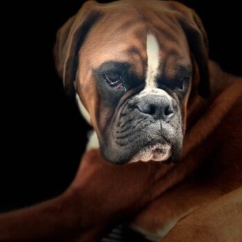 Dexter