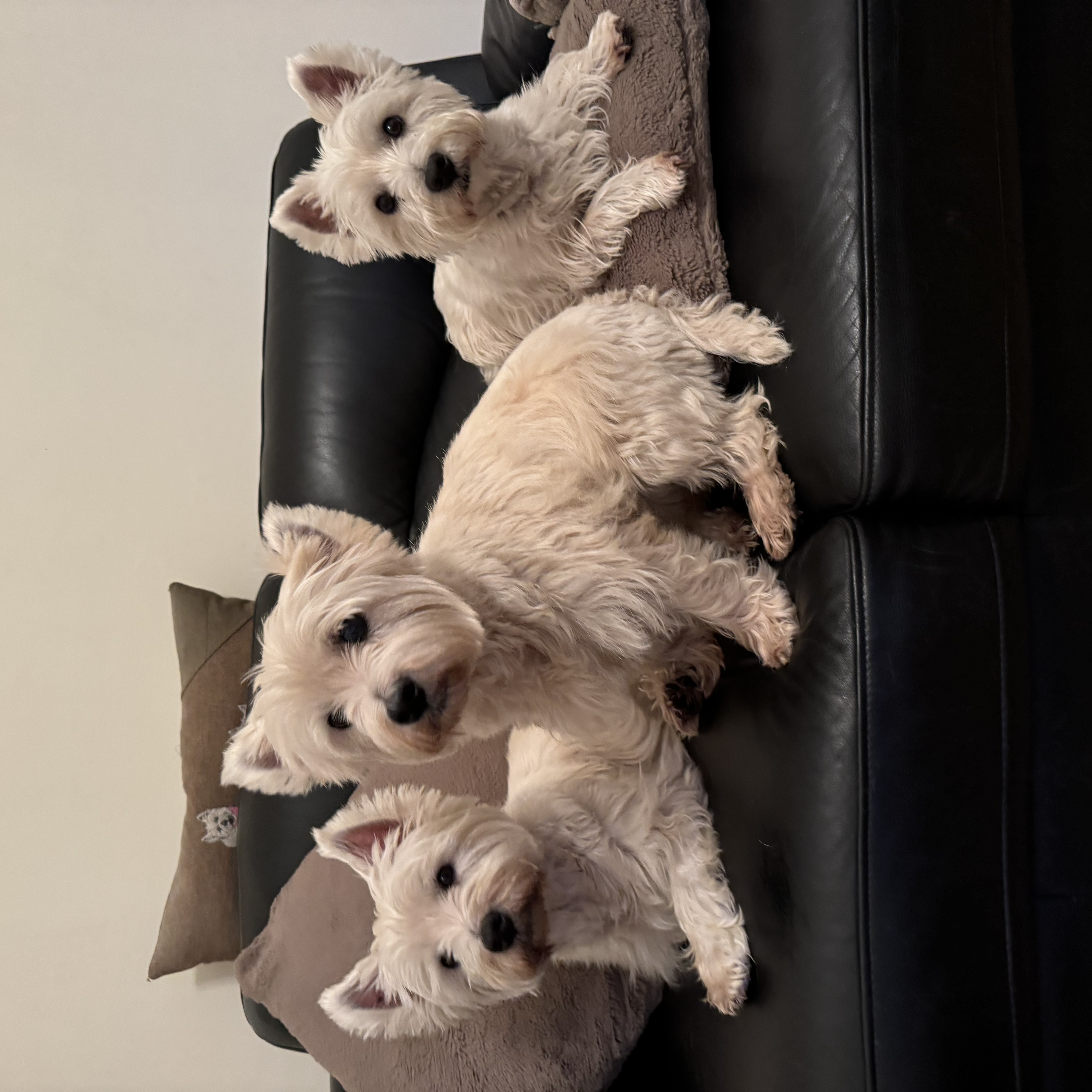 Maggie, Angus, Hamish