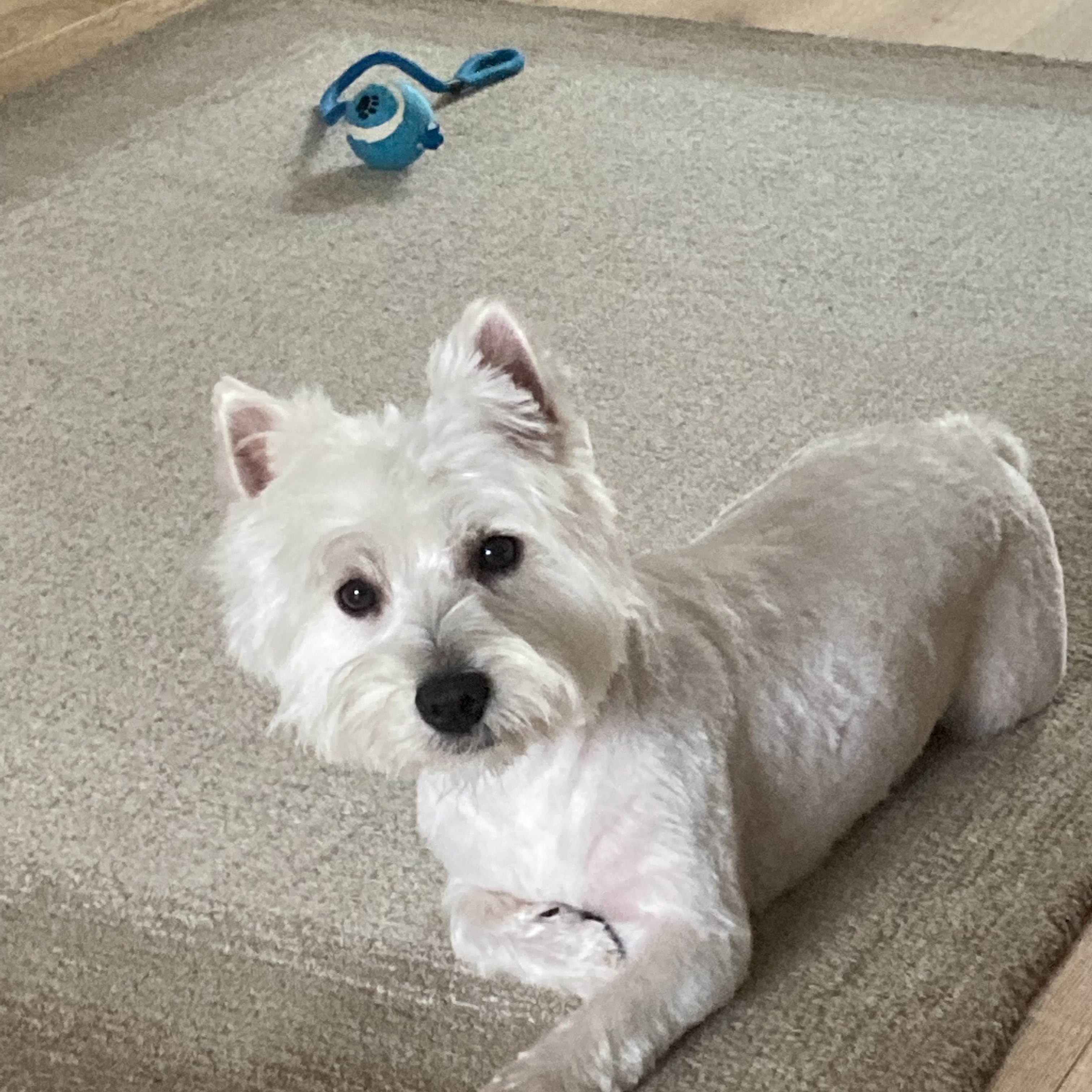 Monty
