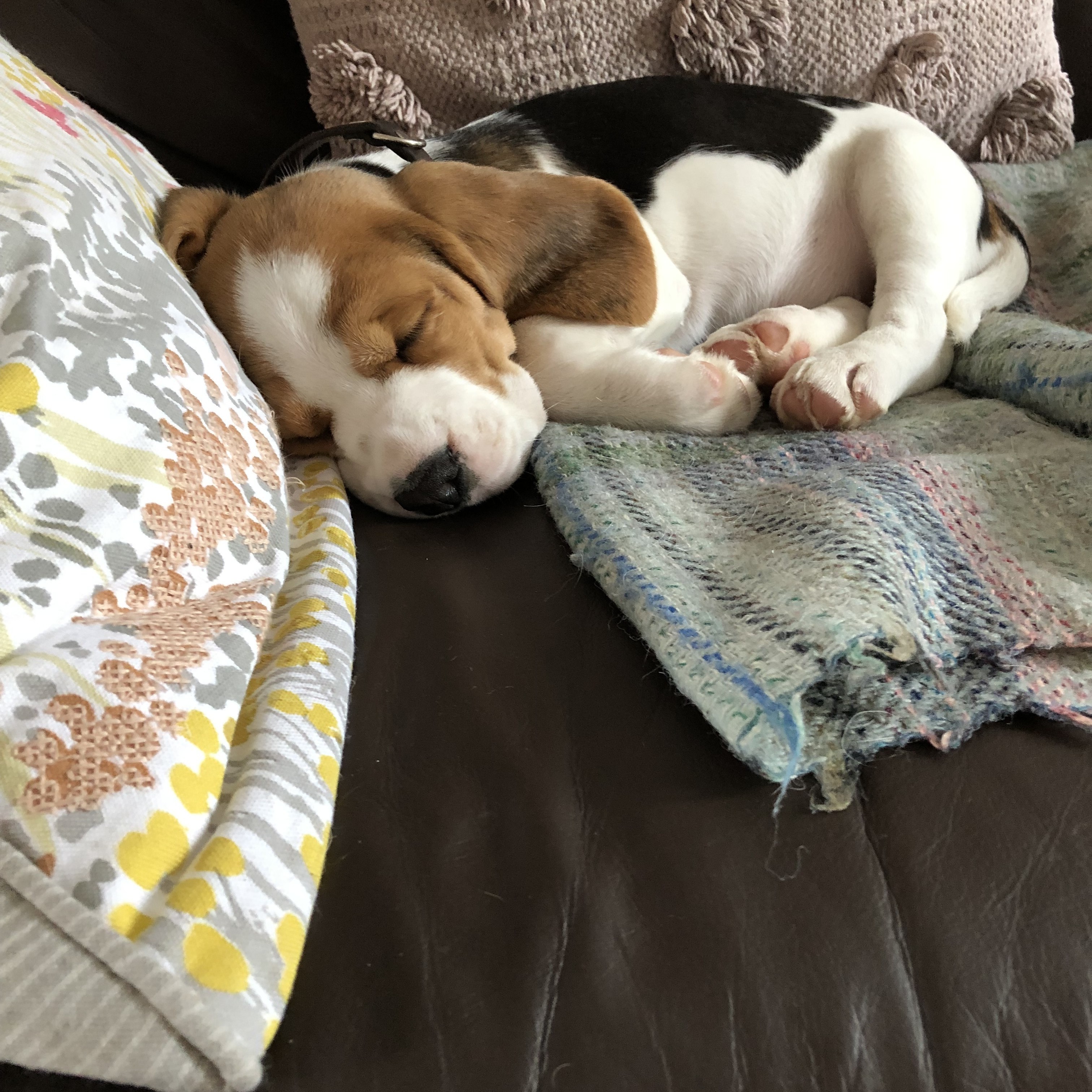 Gracie