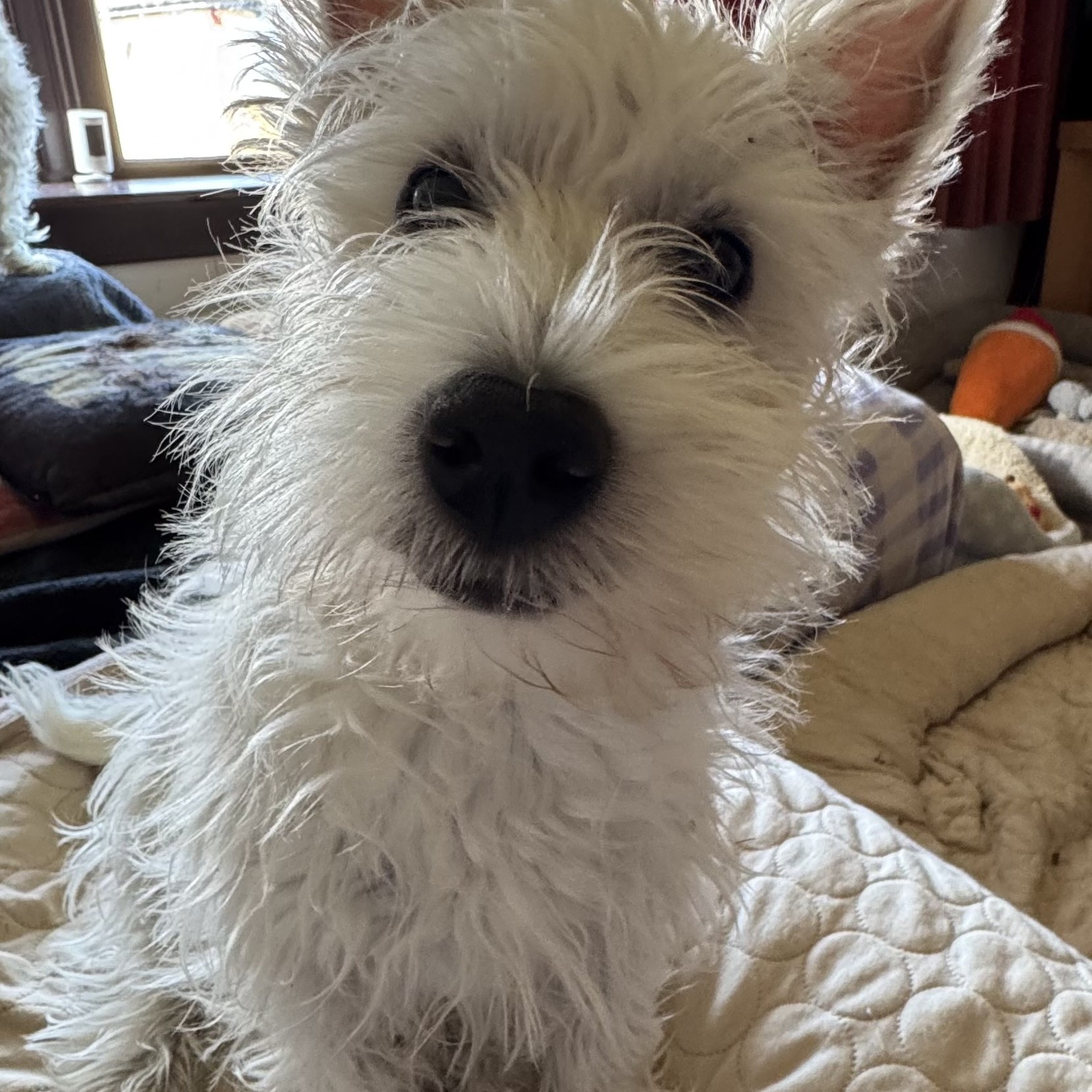 Poppy