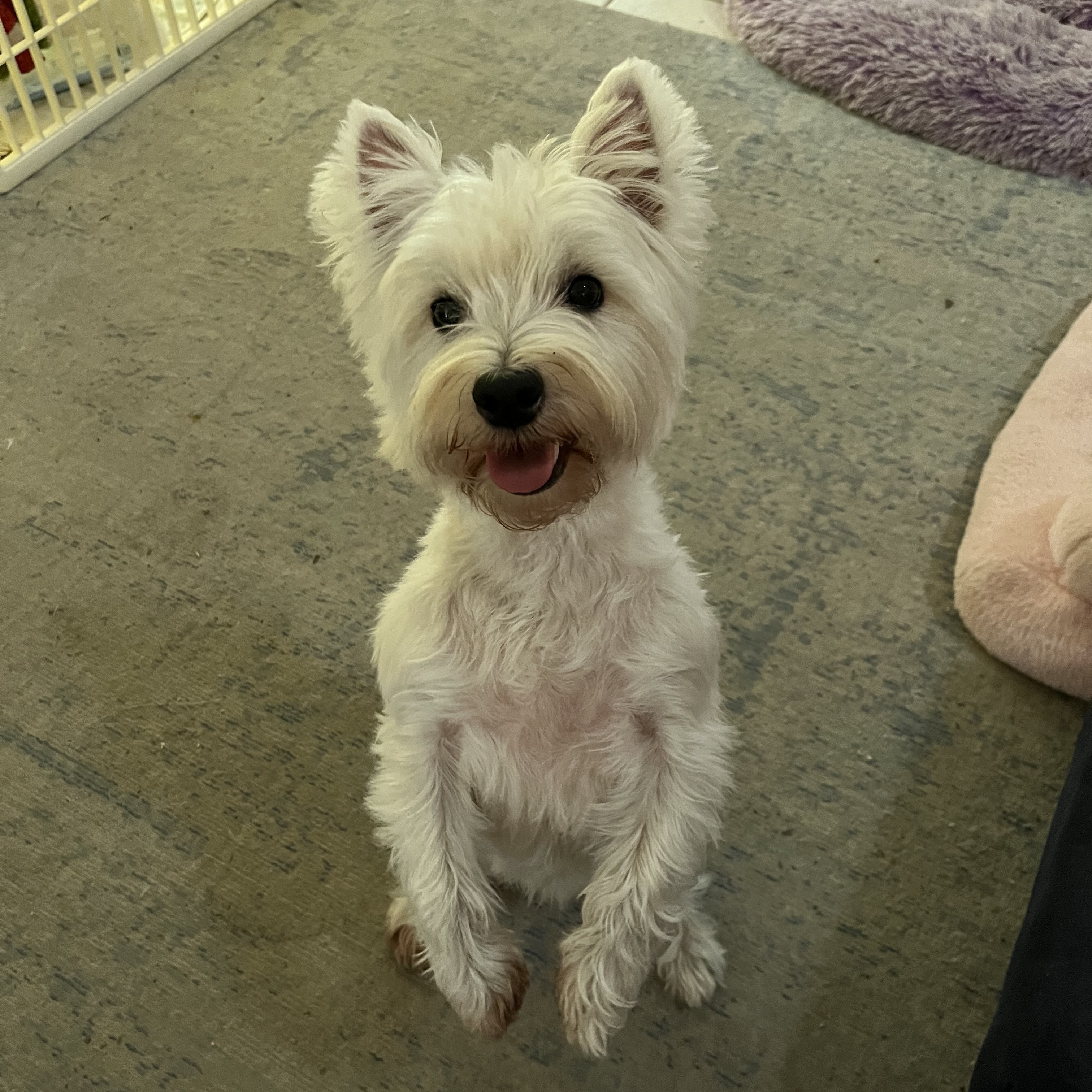 Piper