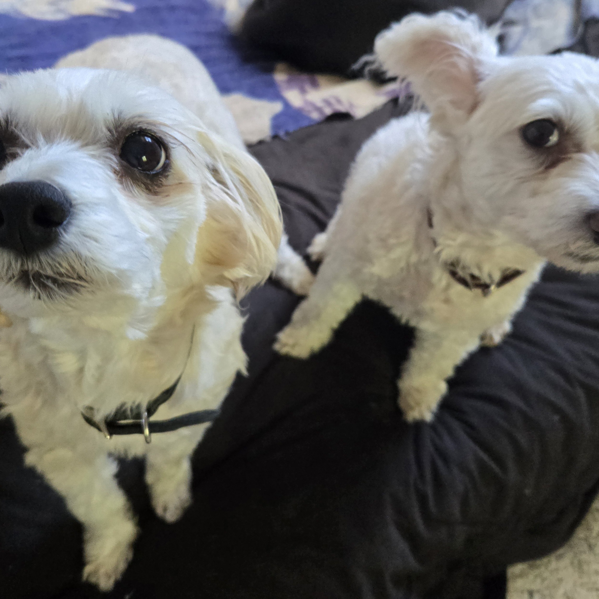 Trixie & Ishtar