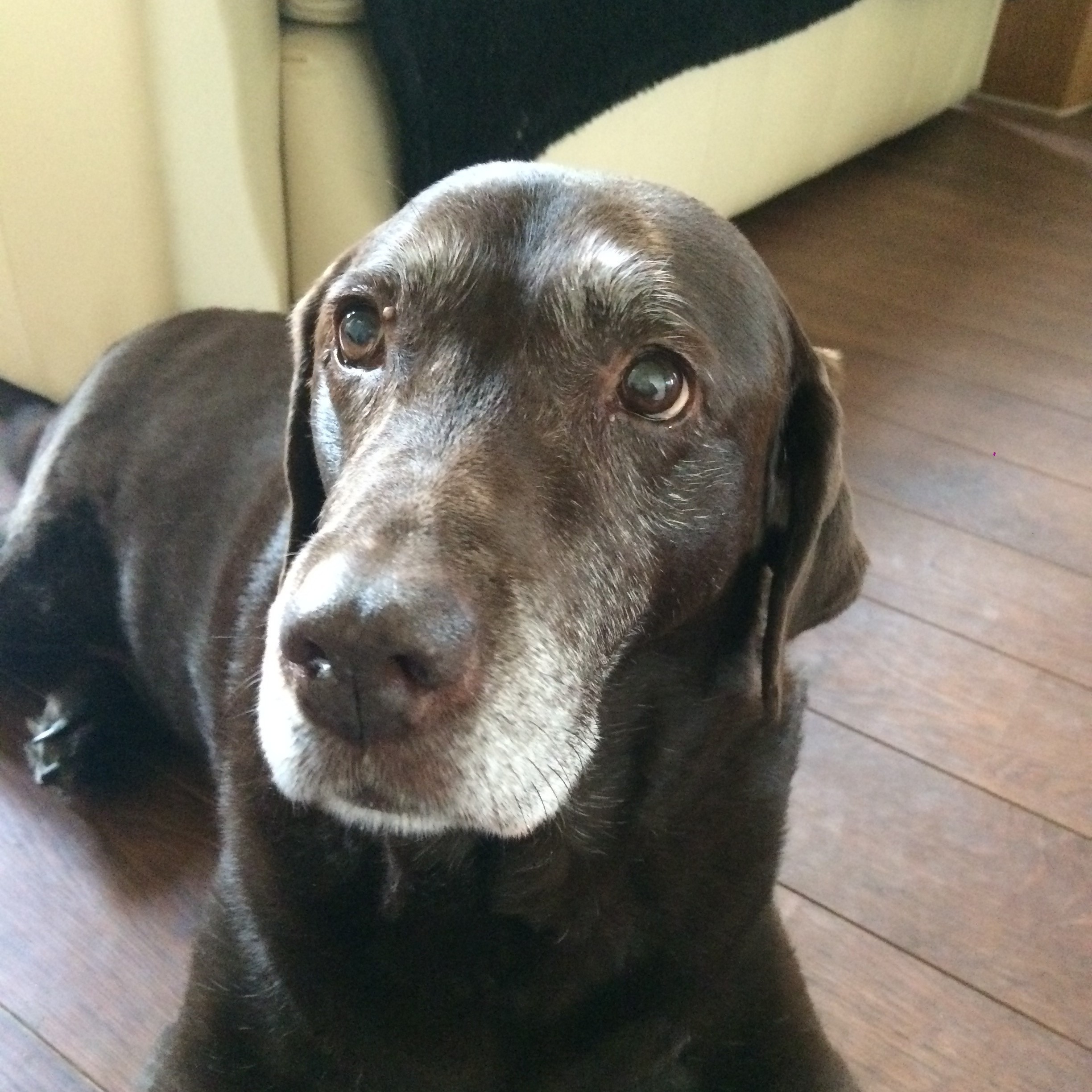 Molly
