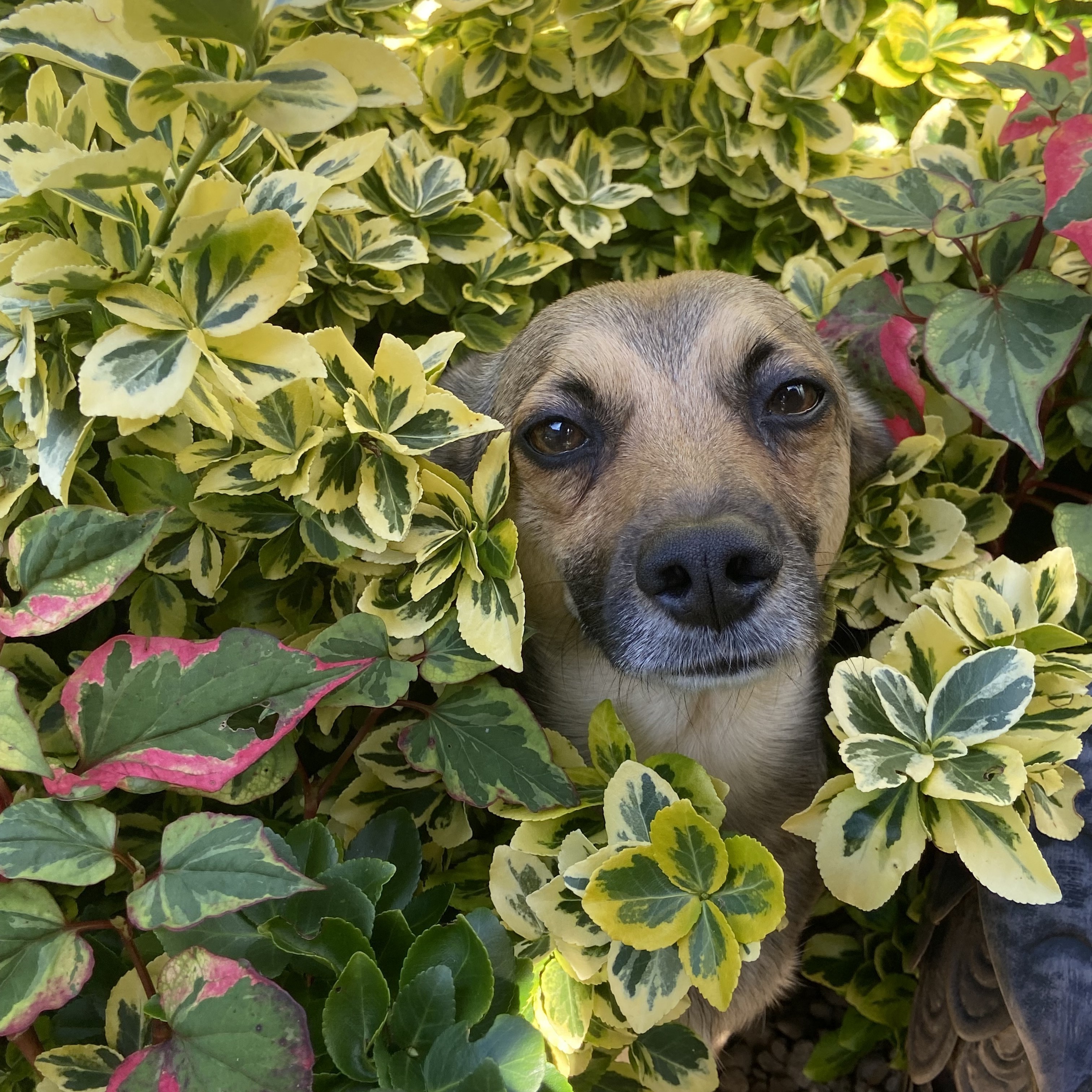 Reu