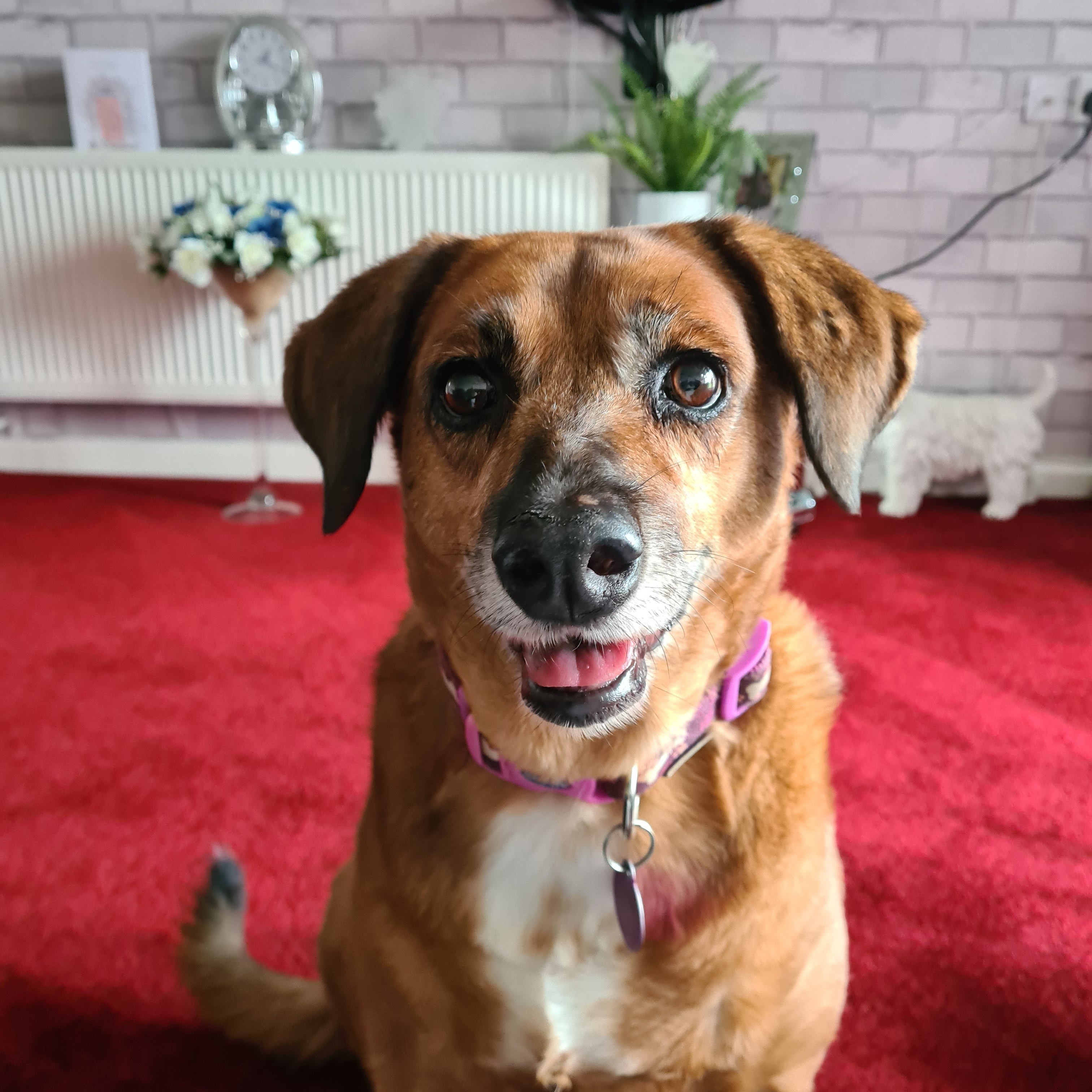 Pippa