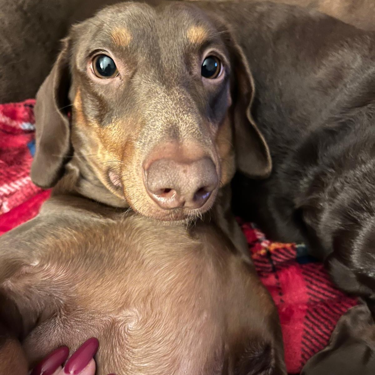 Teddy Andrew