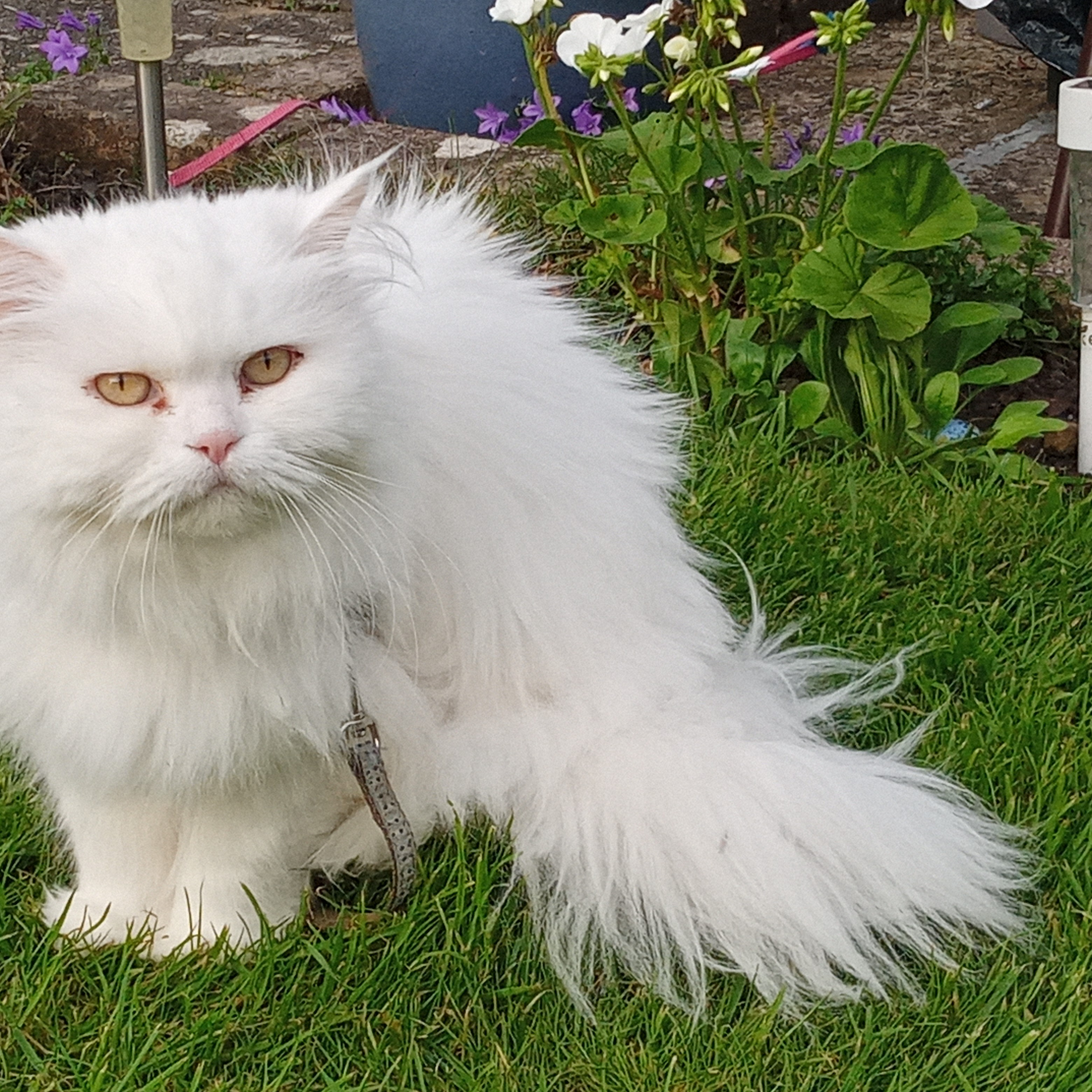 Yuki