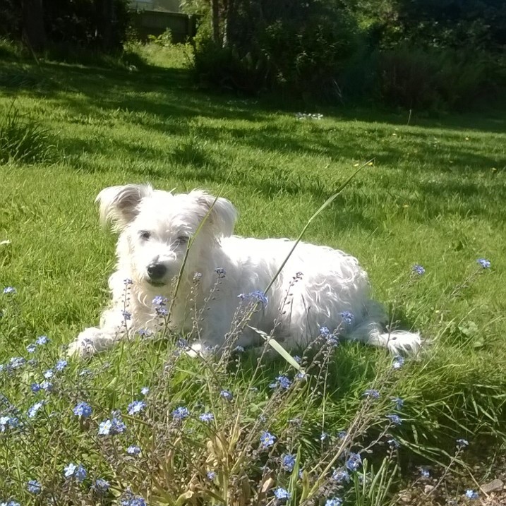 Bo