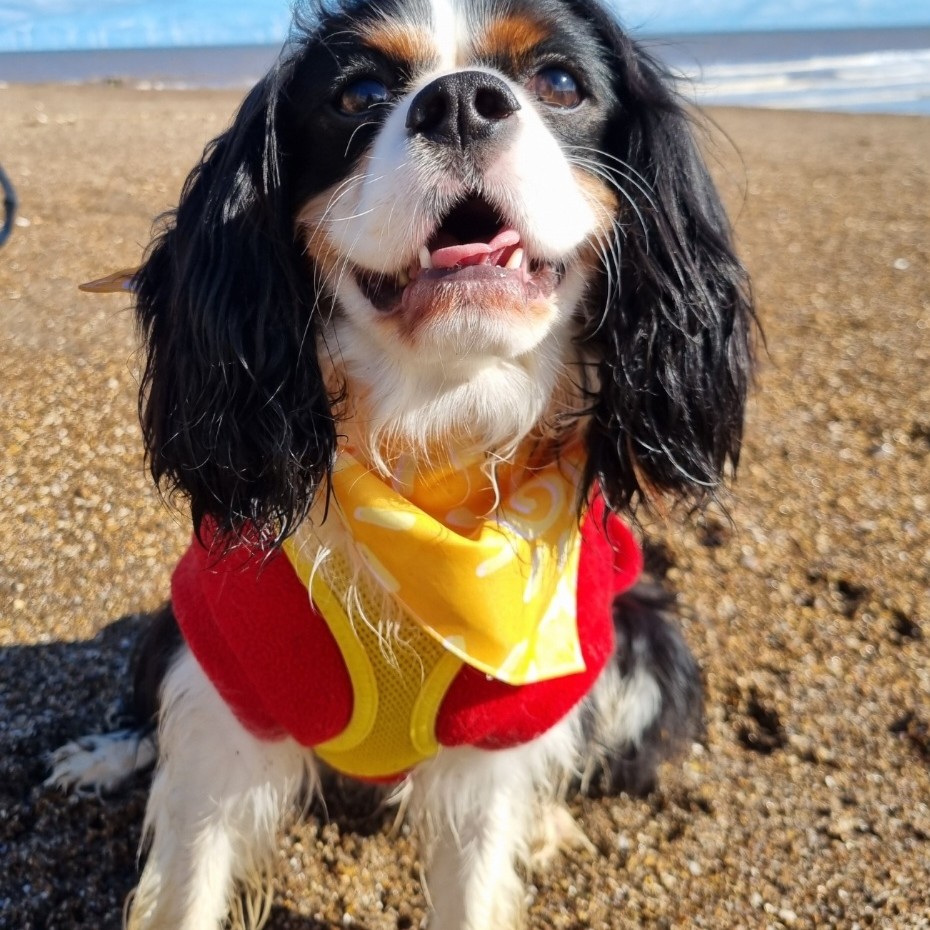 Reuben