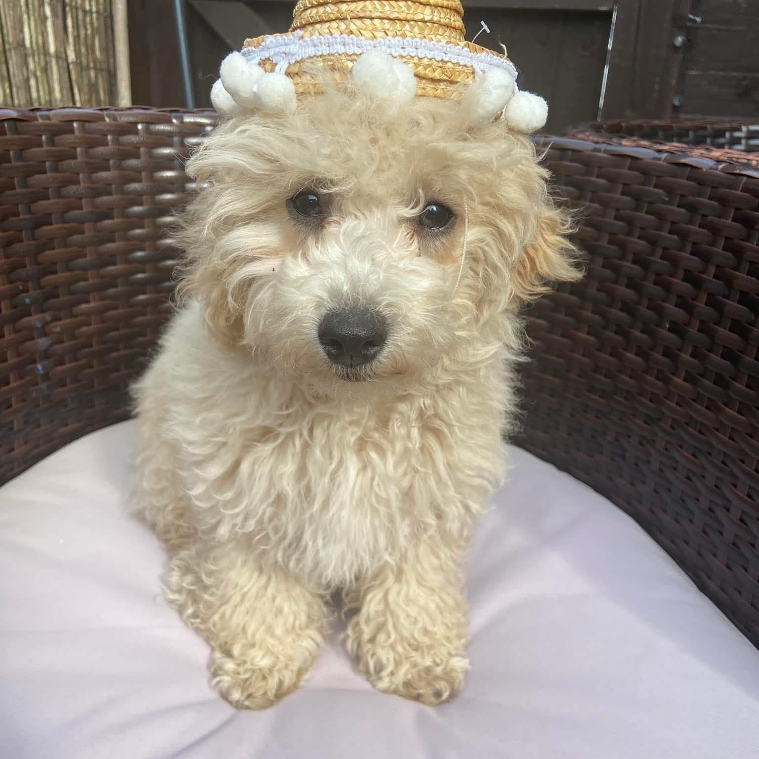 Fonzie