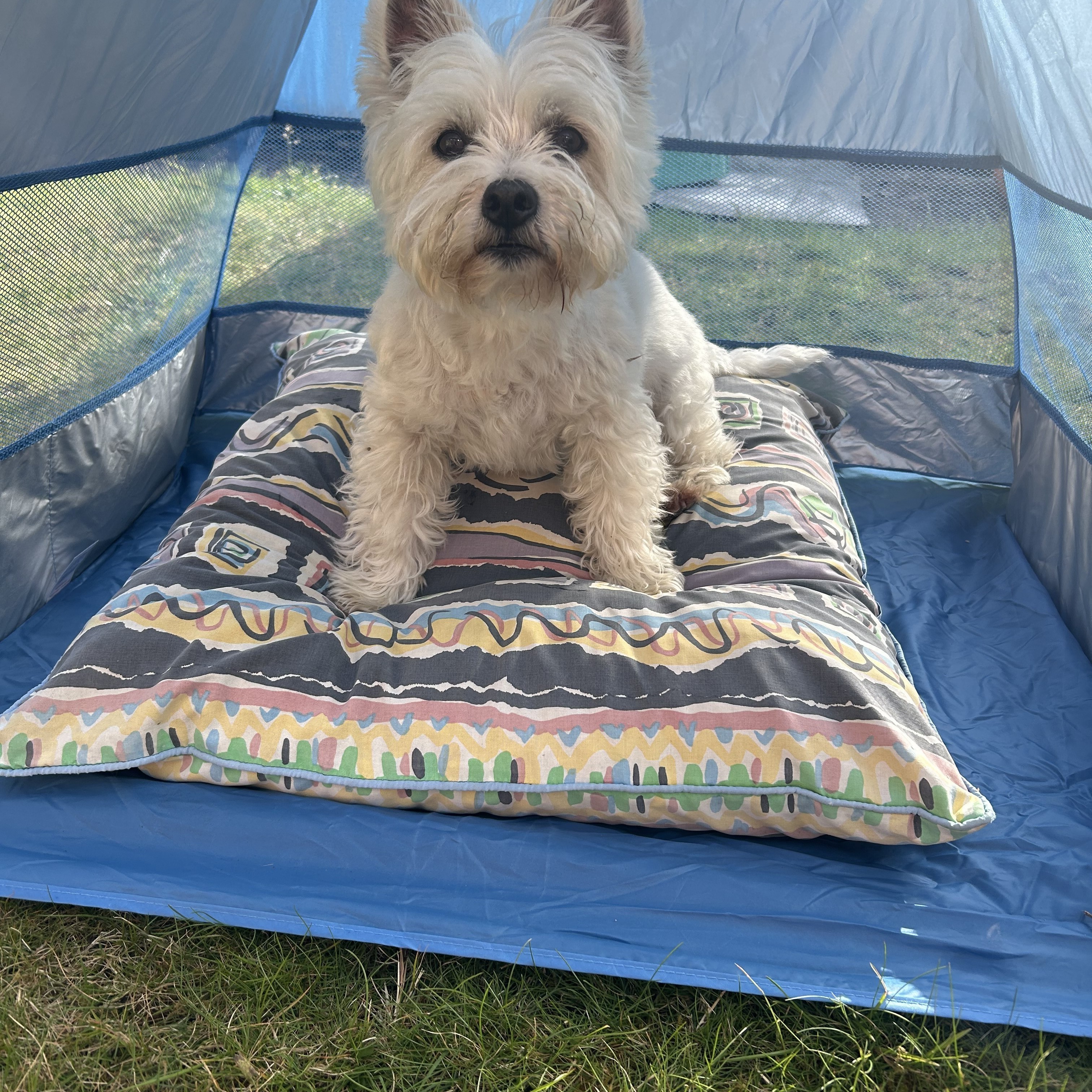 Archie