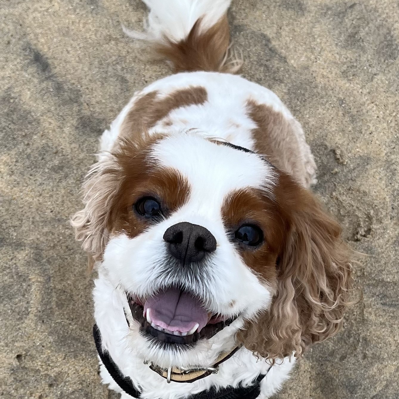 Teddy