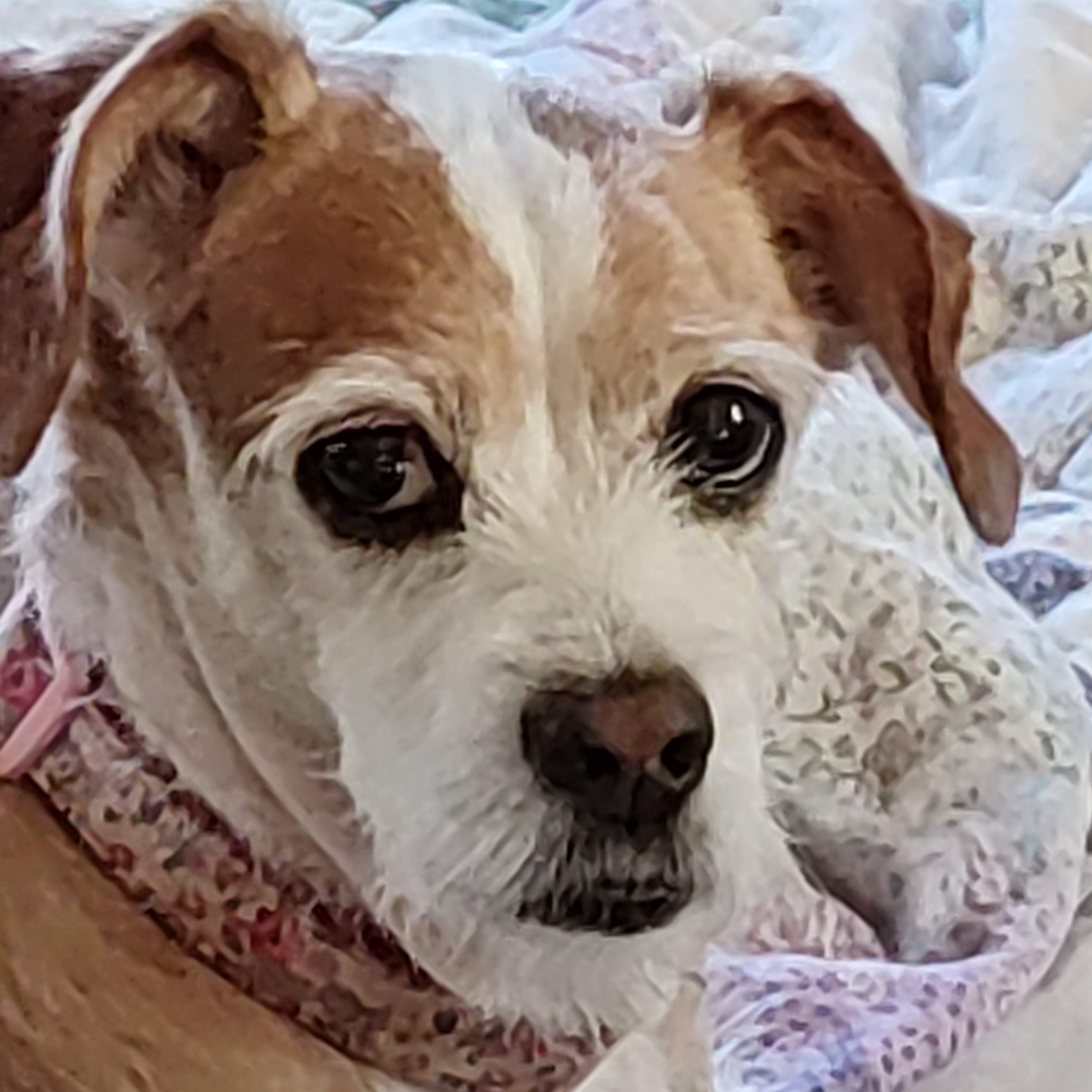 Piper