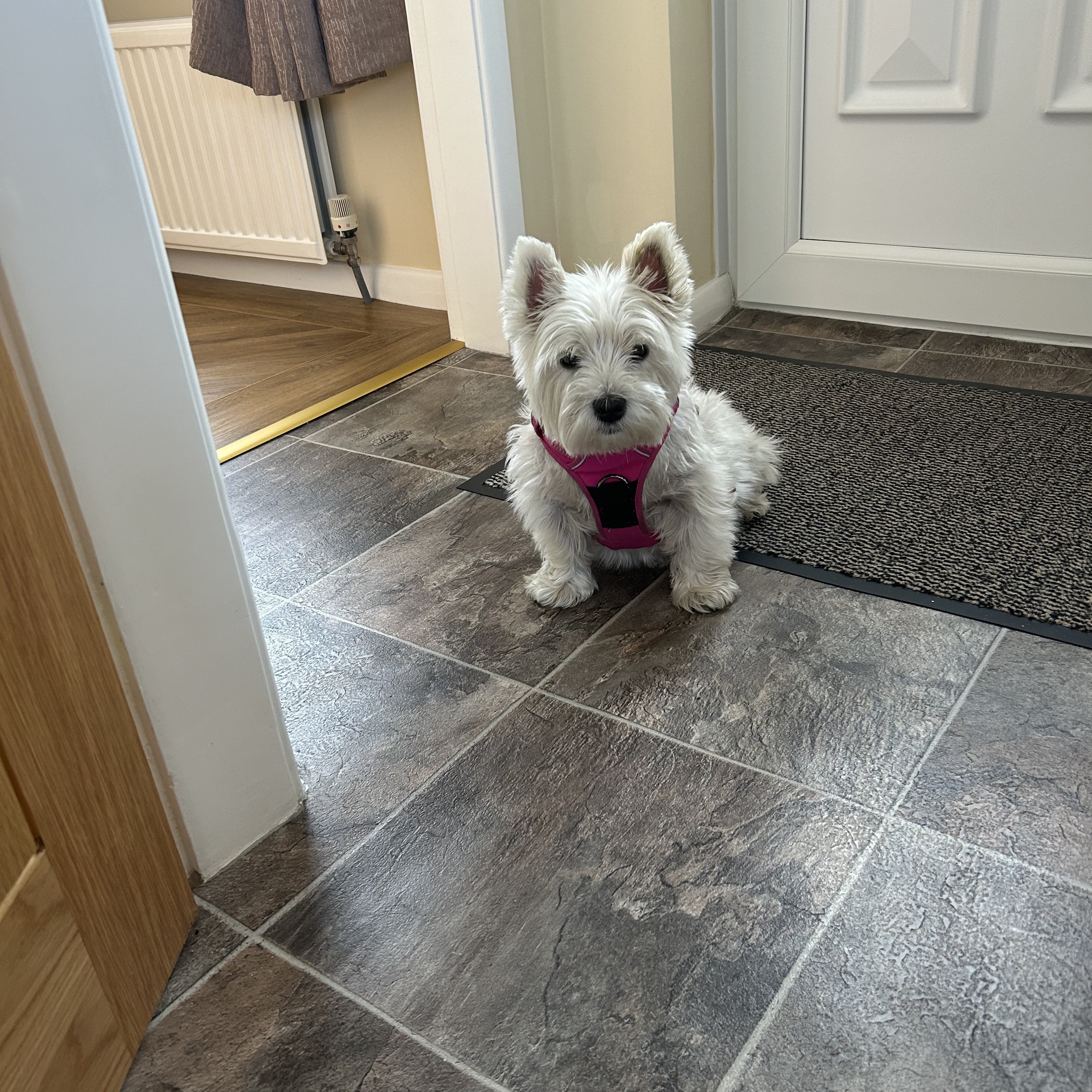 Lottie