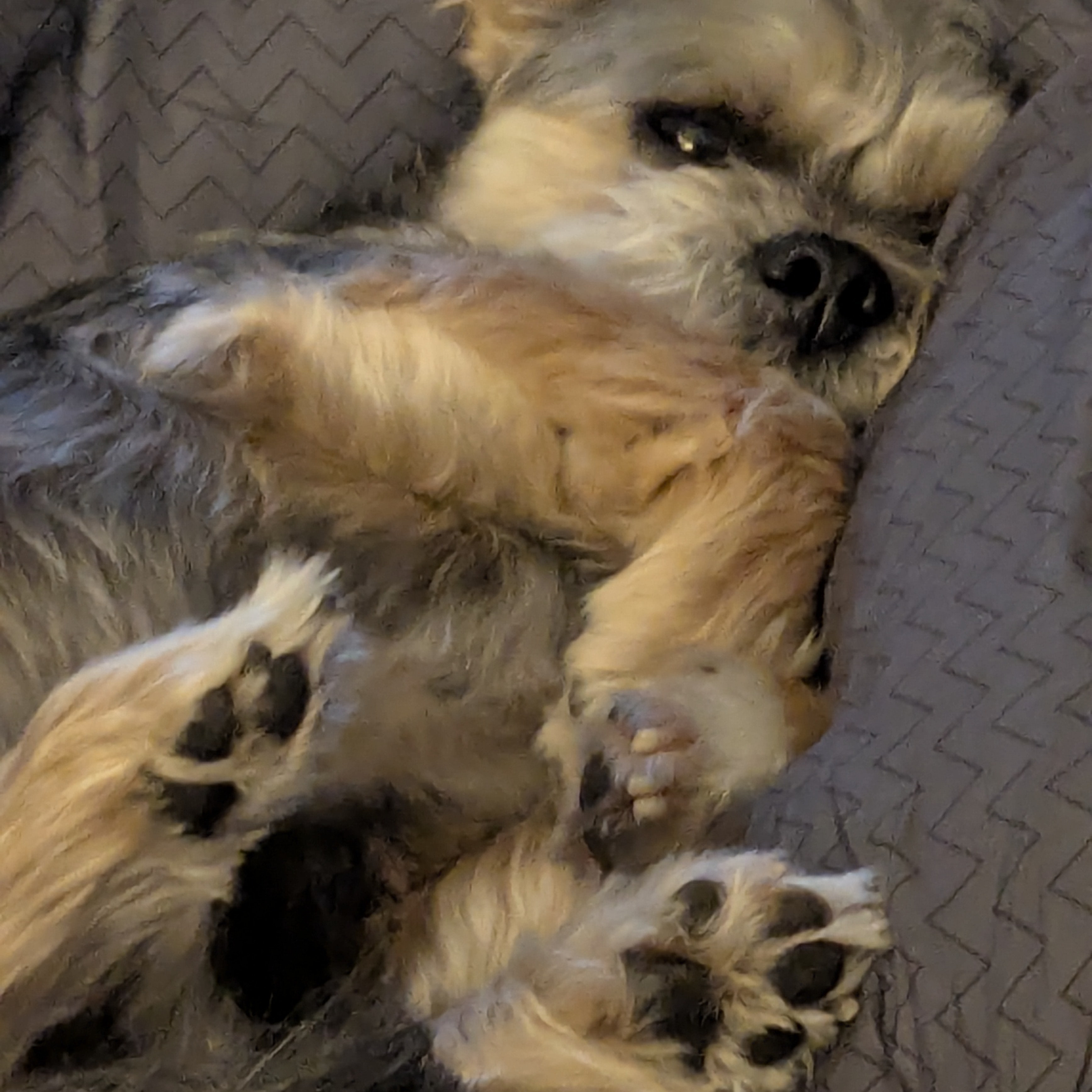 Louie
