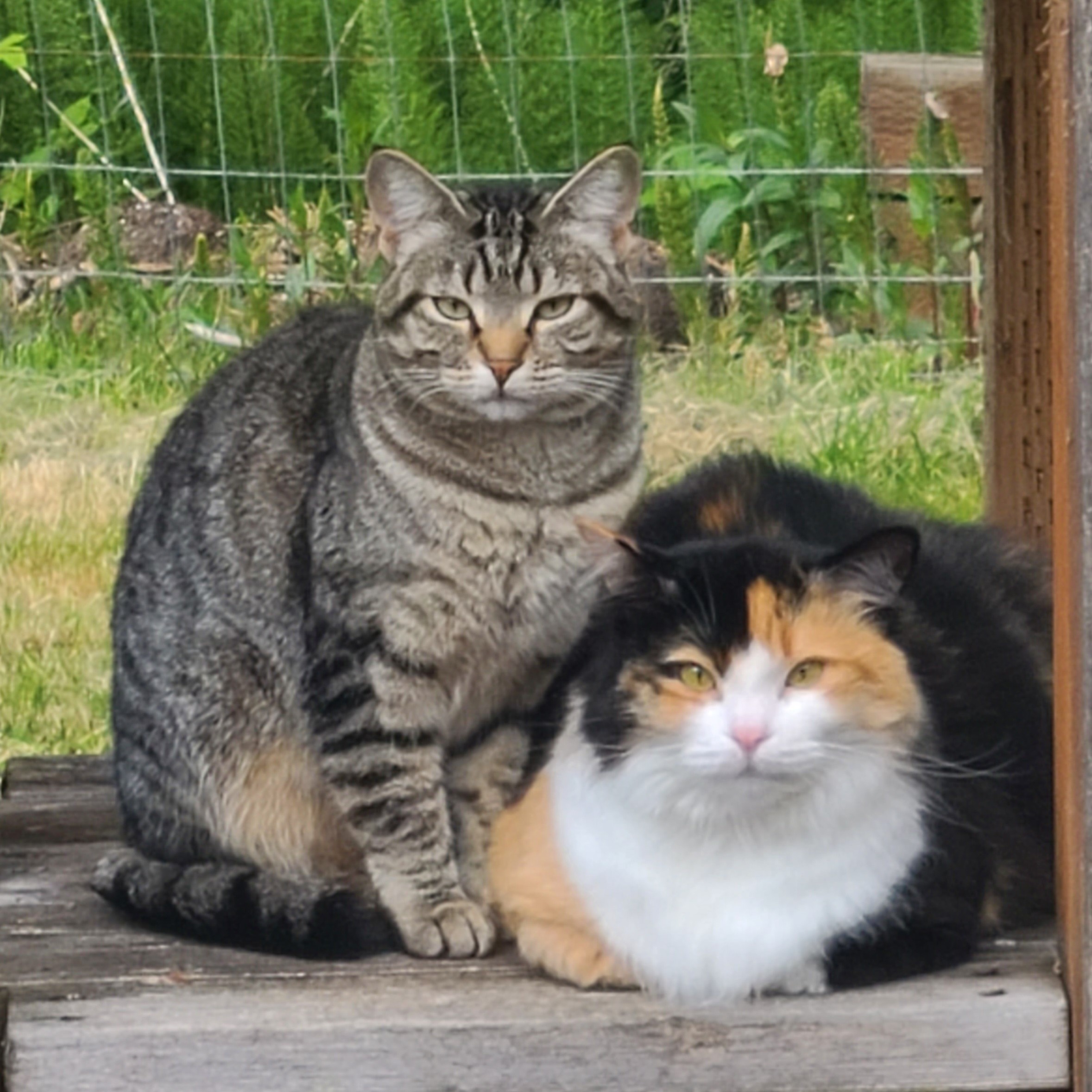Star & Daisy