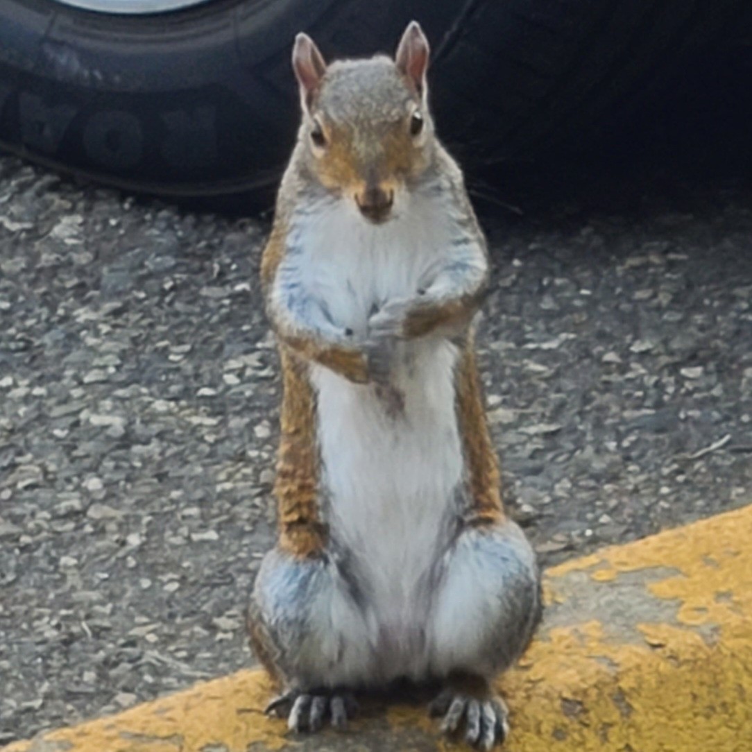 Cashew
