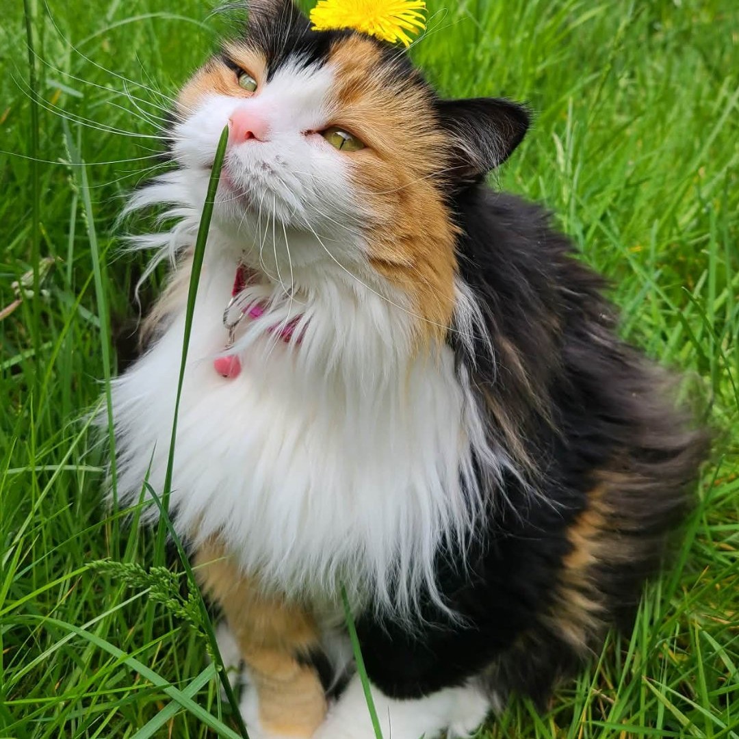 Daisy