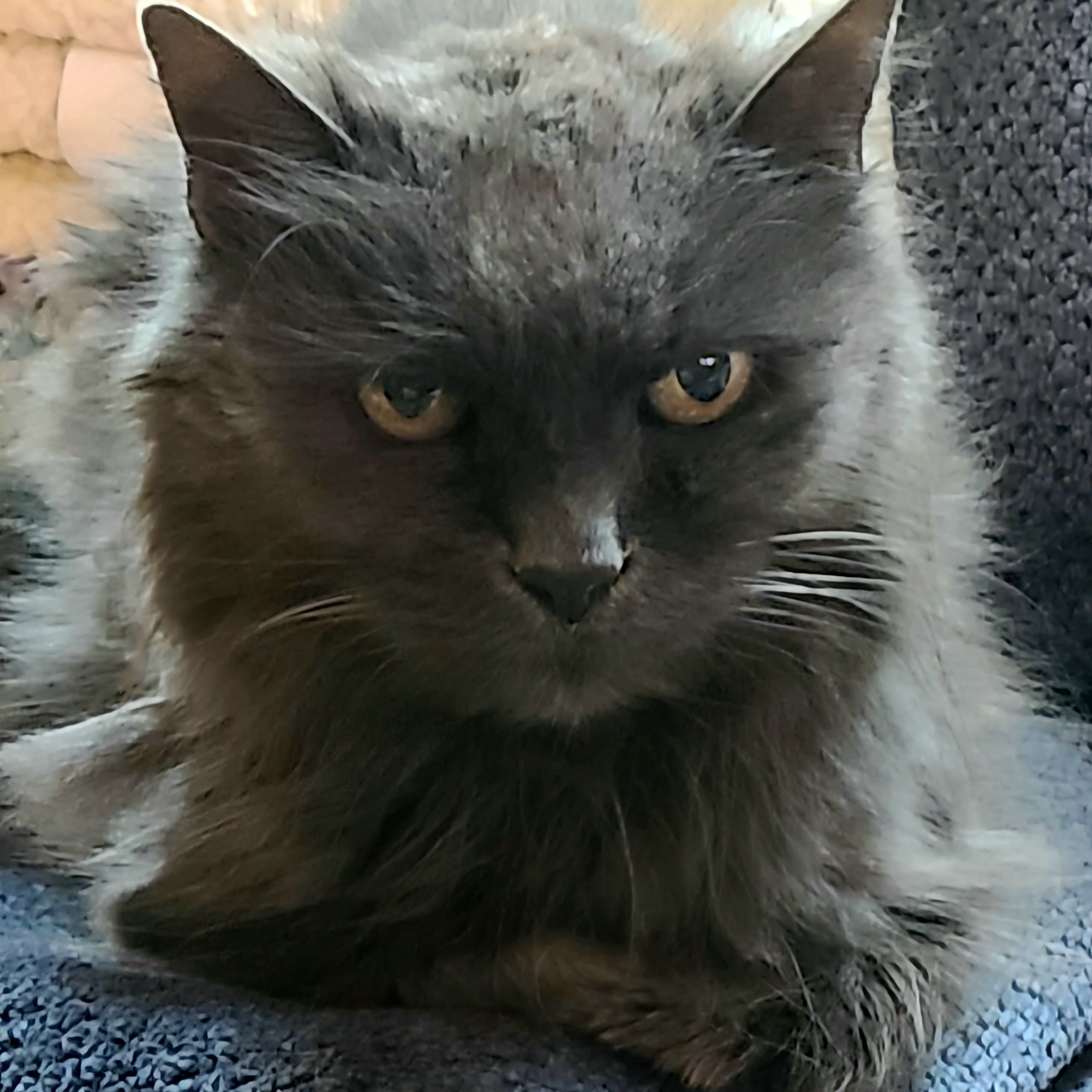 Princess