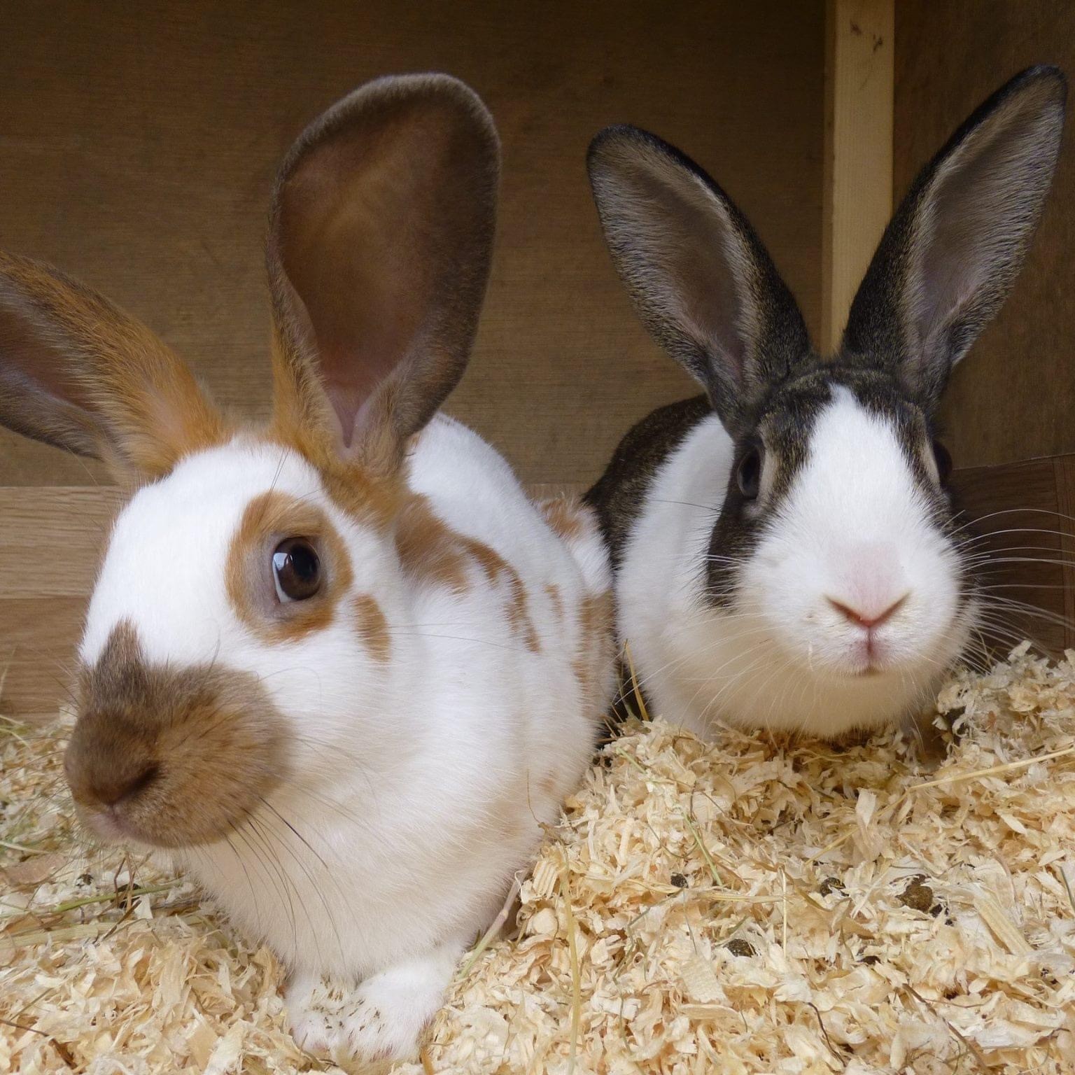 Humphrey & Jasper