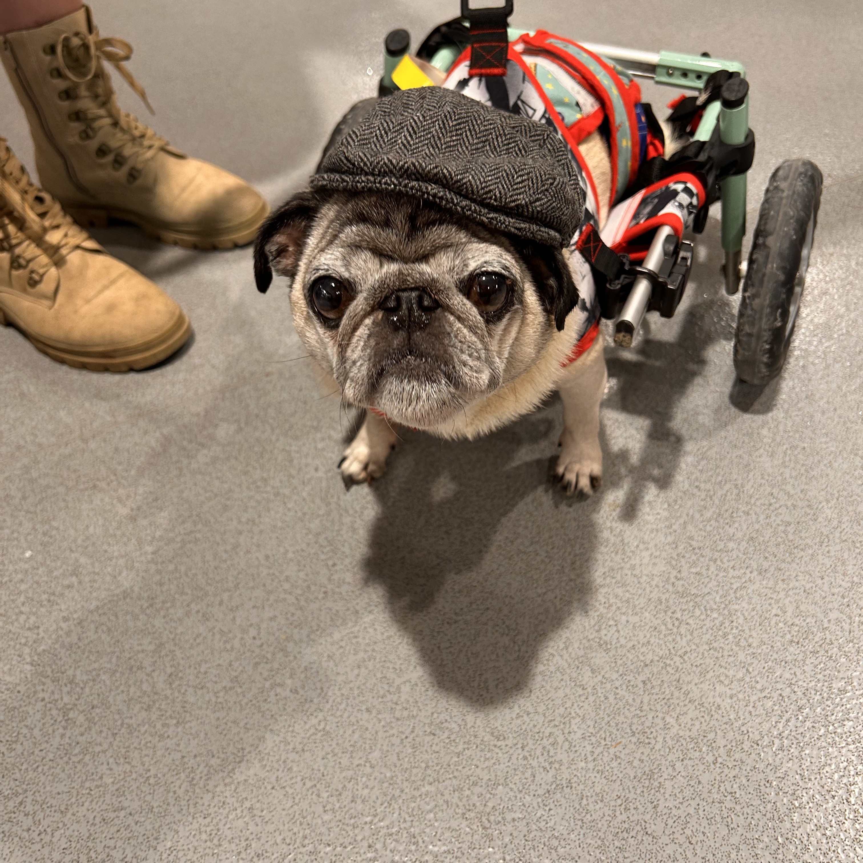 Stewie pug