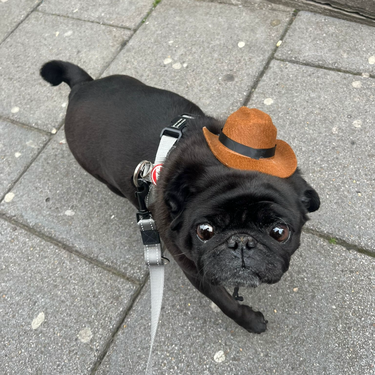 Ted