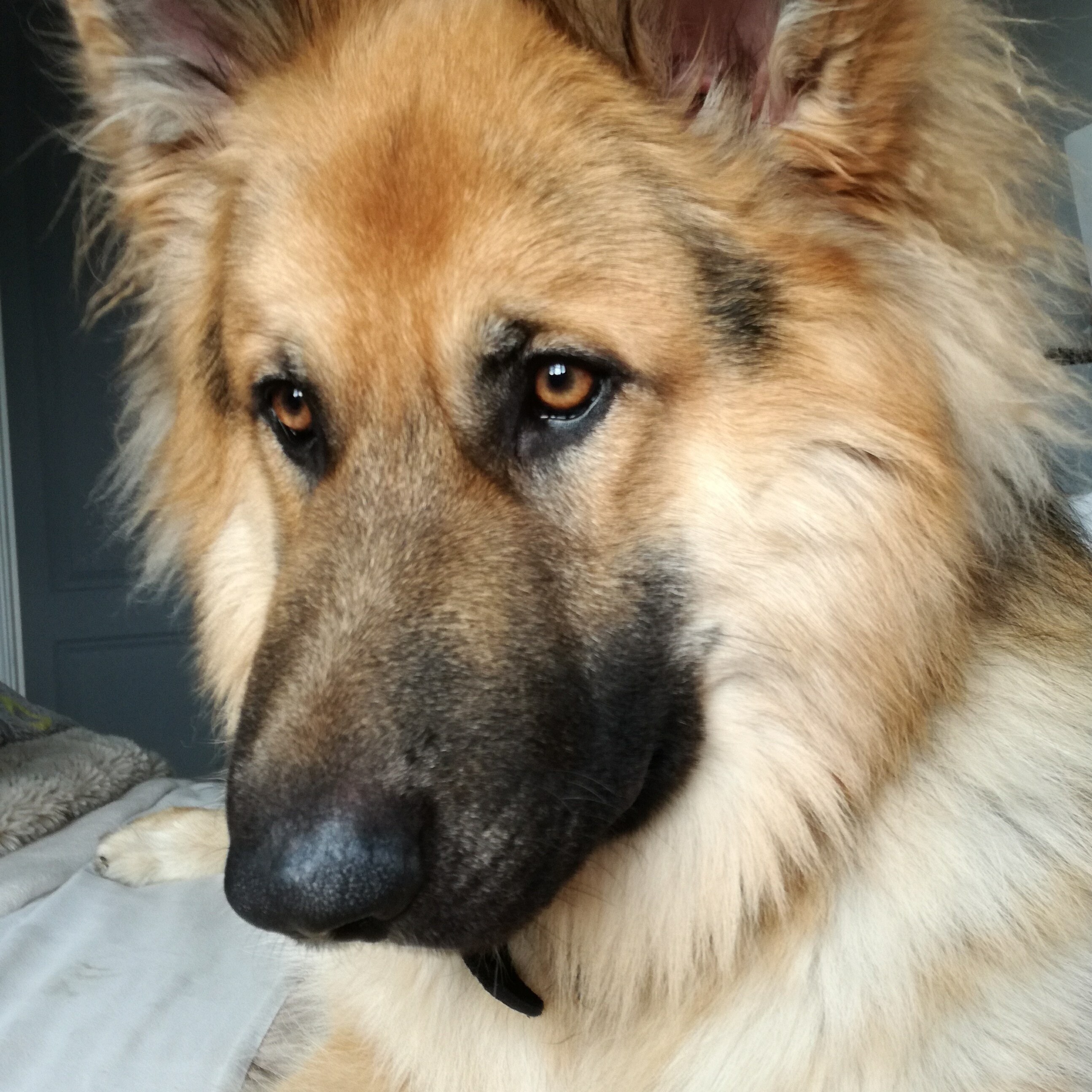 Remmy