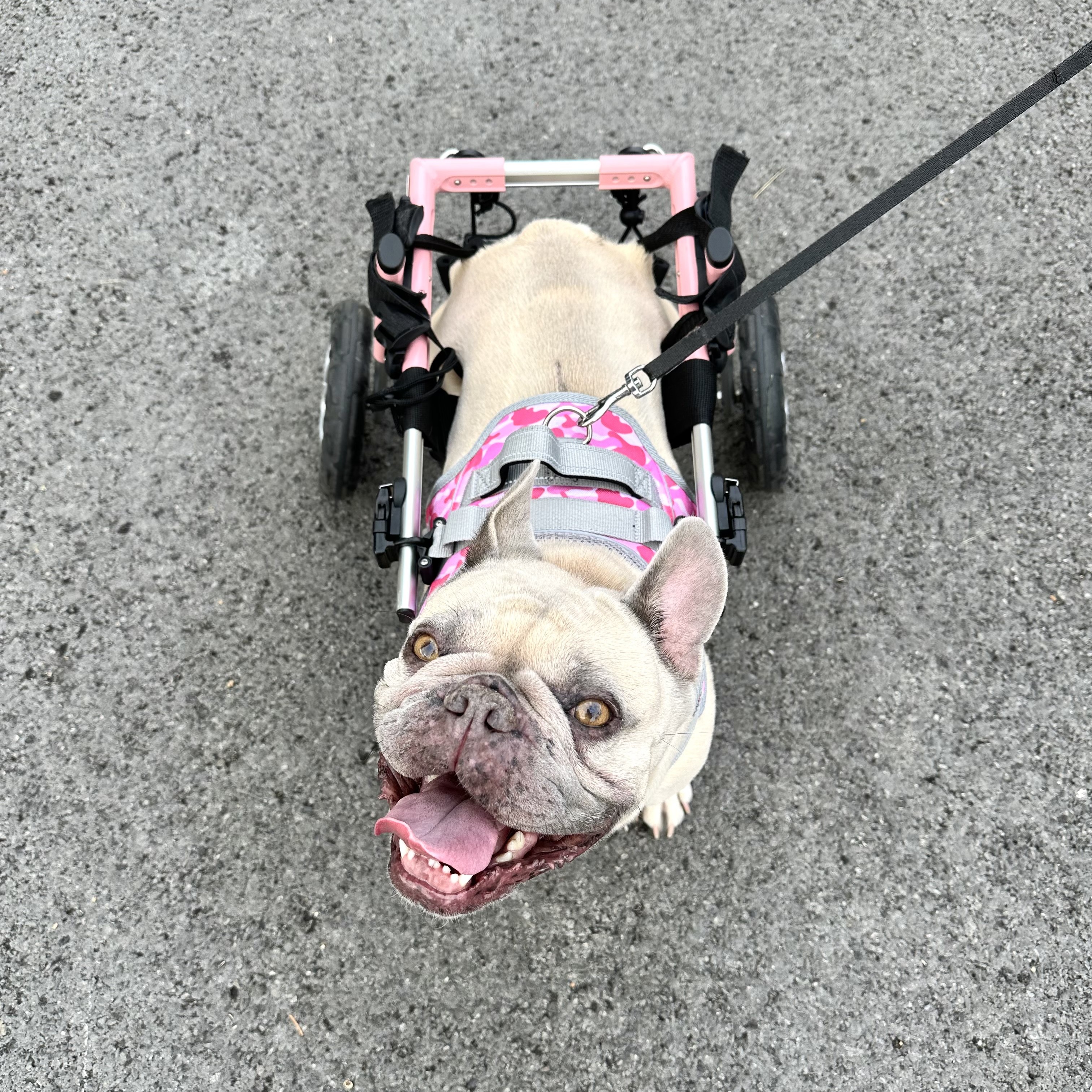 Cali
