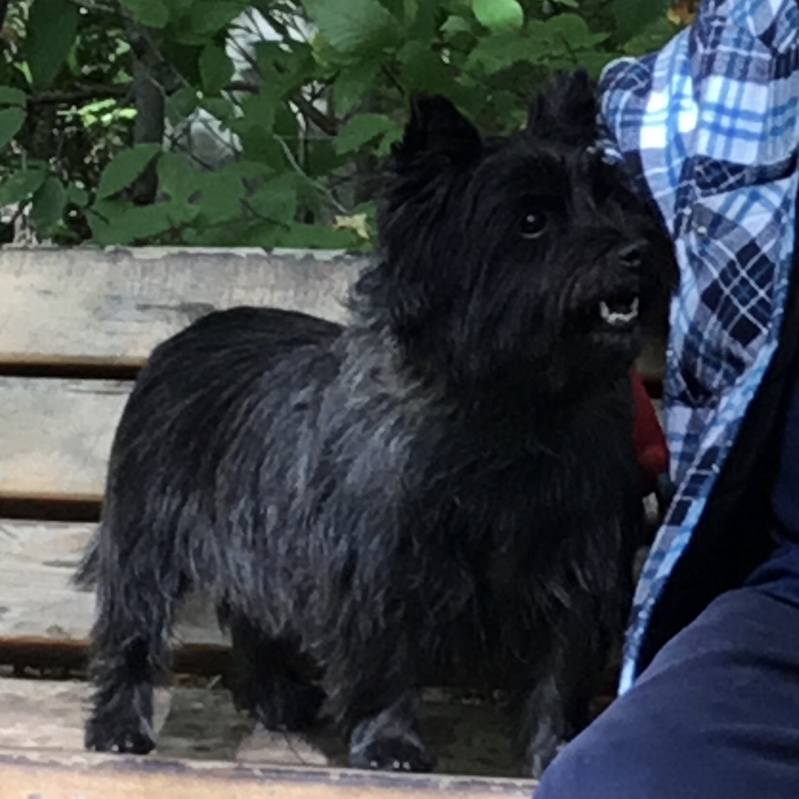 Georgie
