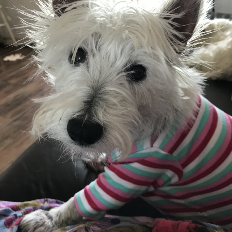 Willow
