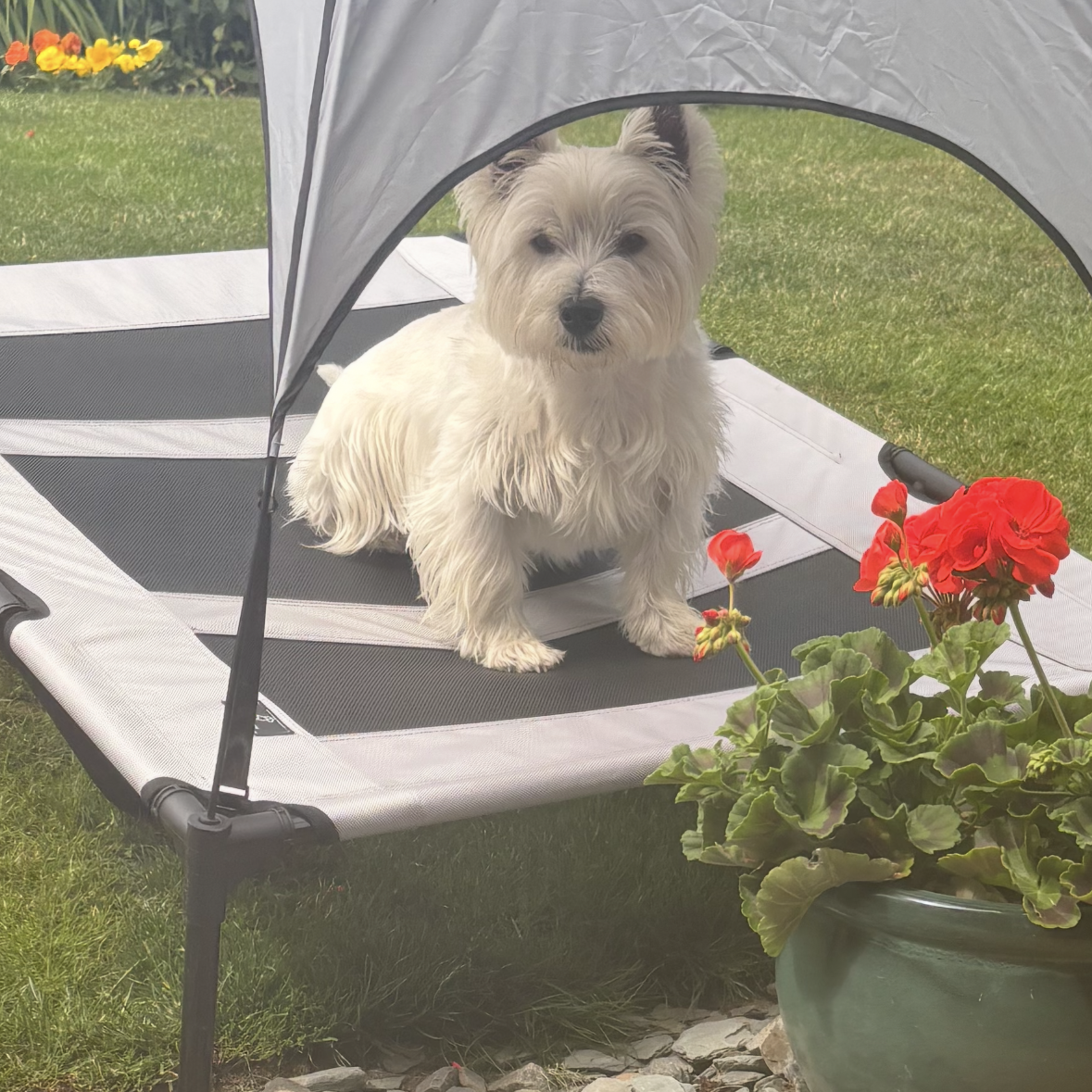Wilf