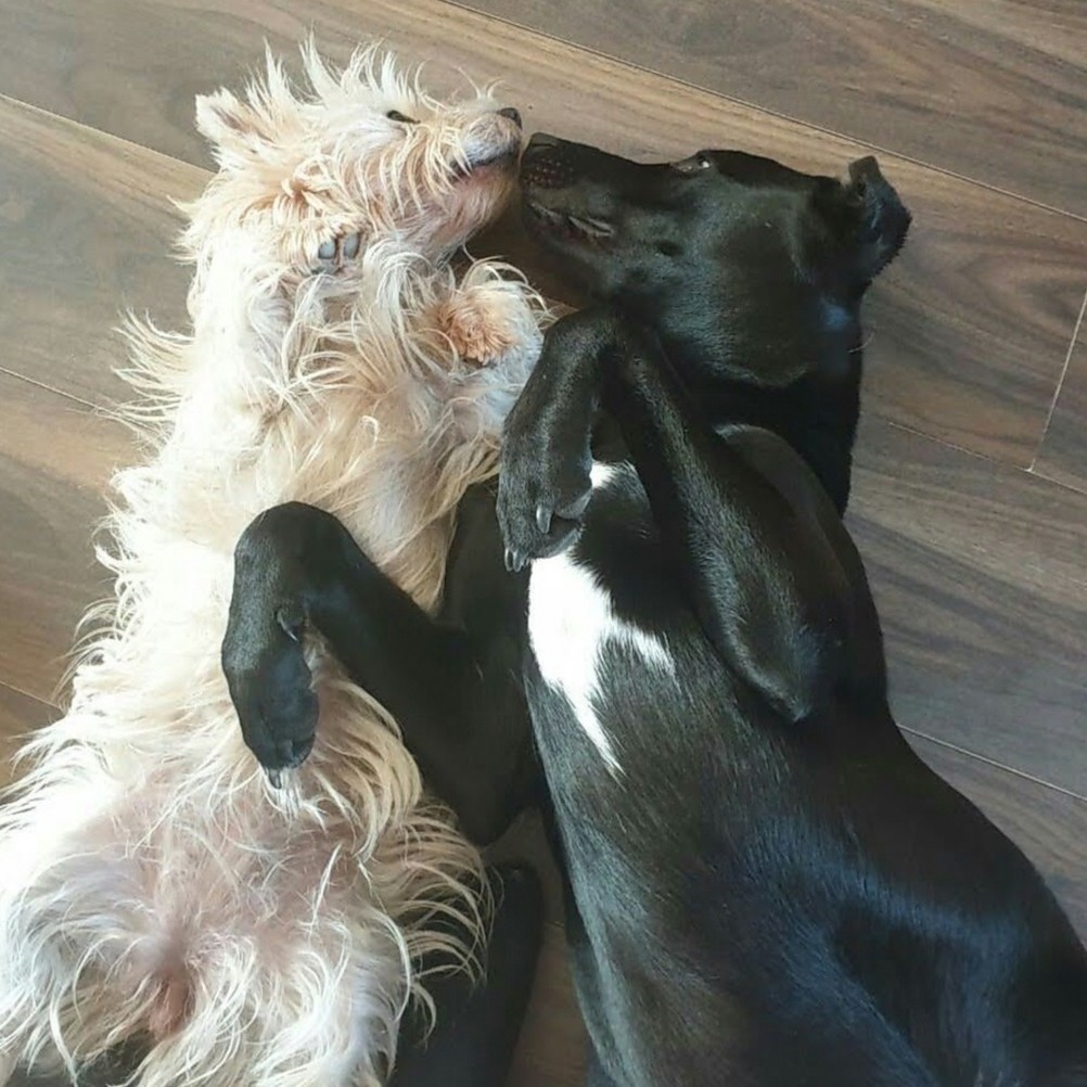 Mac and luna