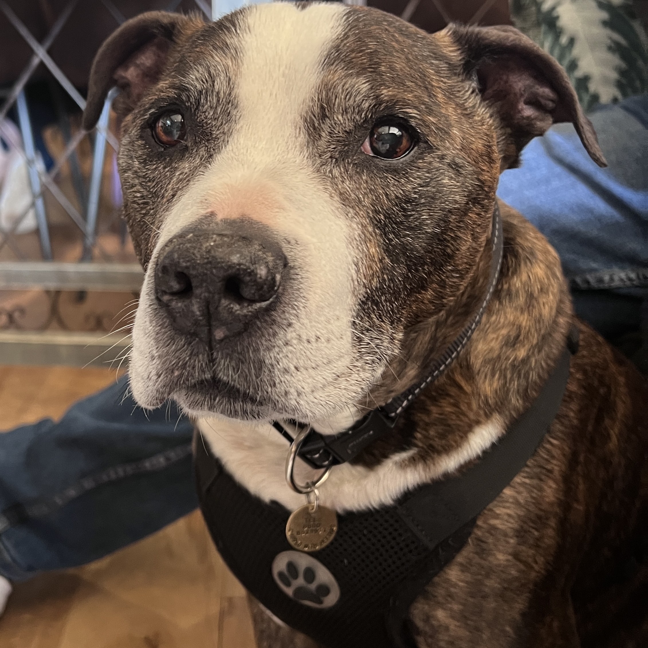 Taz