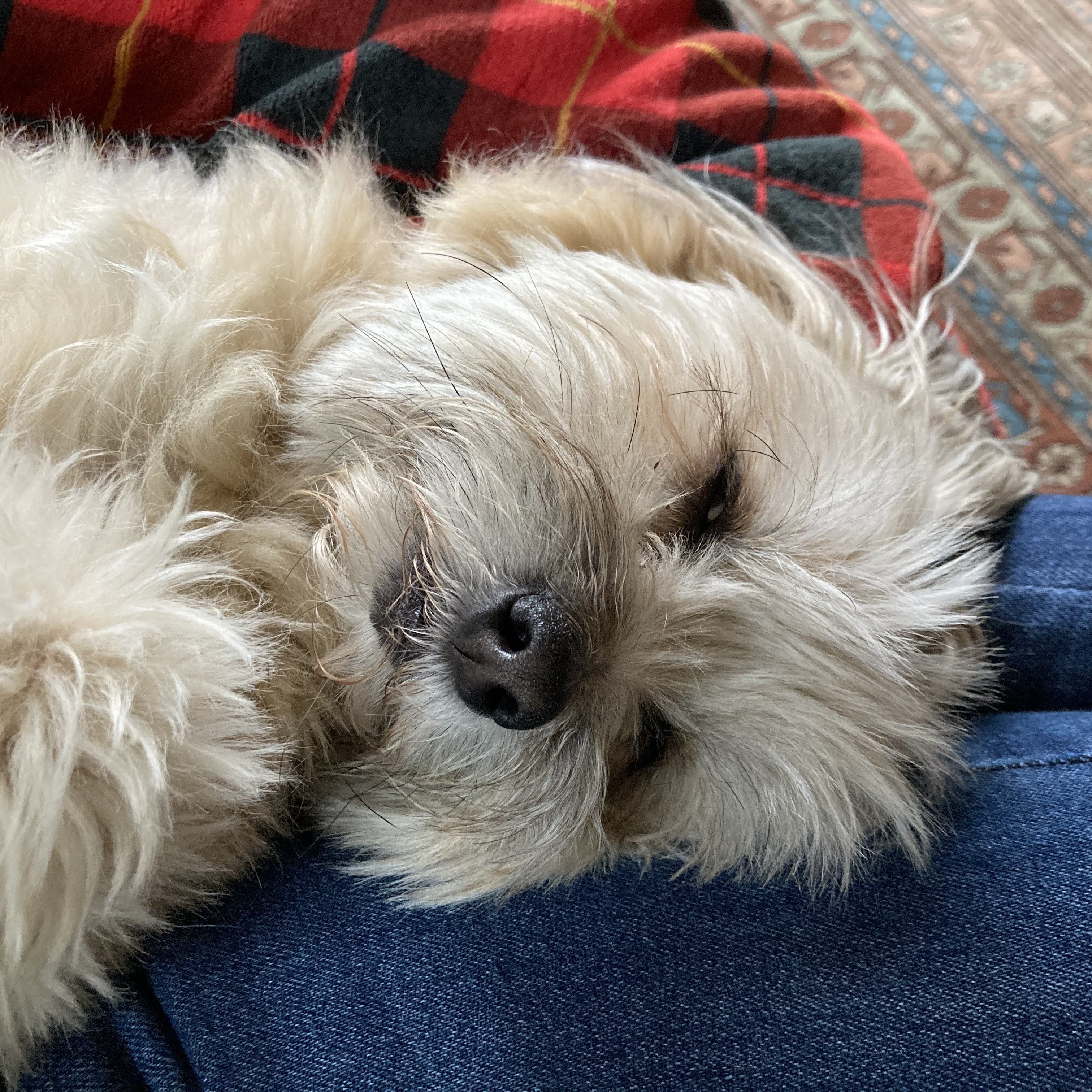 Bonnie