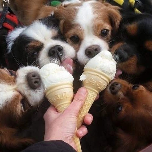 Milo, Jake, Charlie, Marley &:Summer