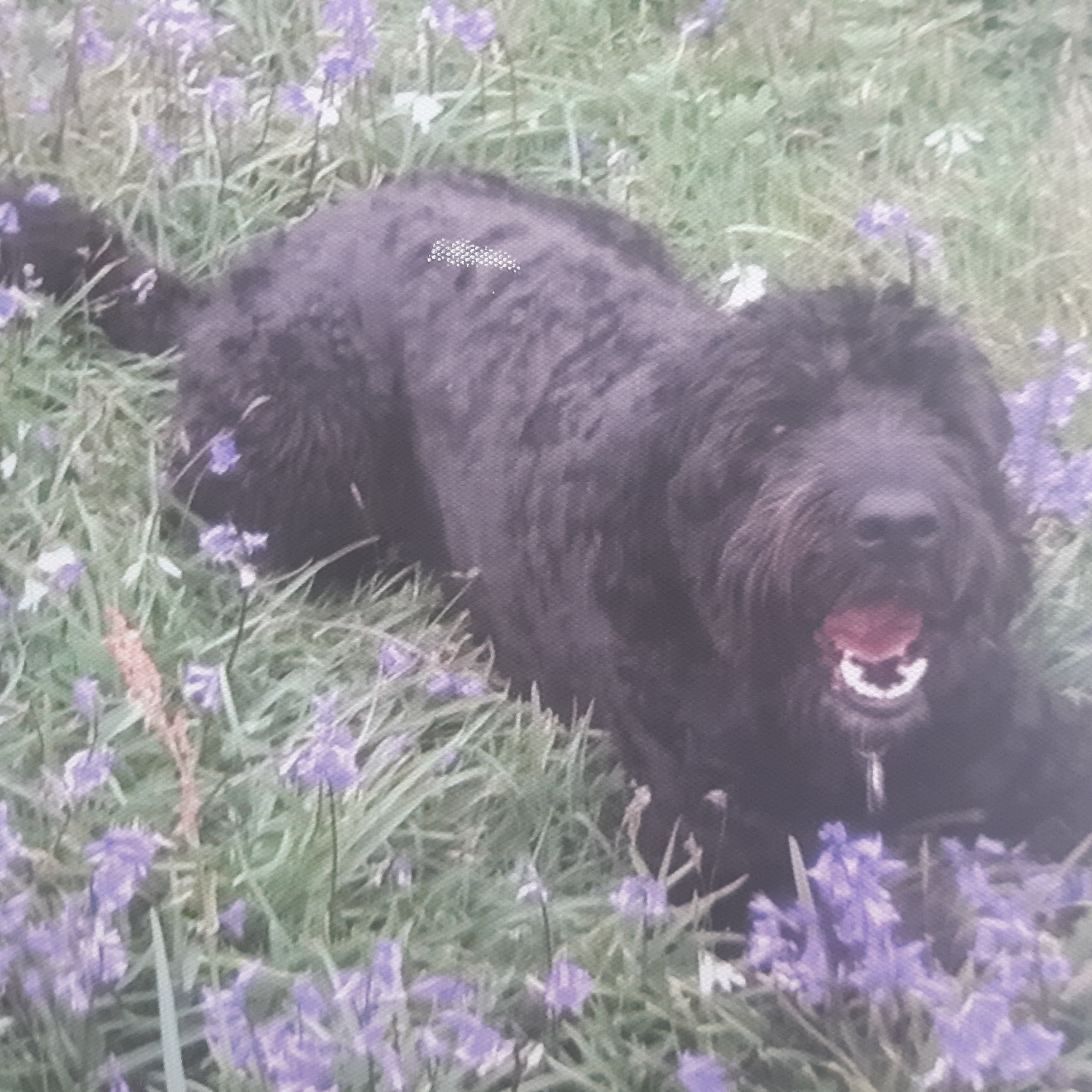 Tansy