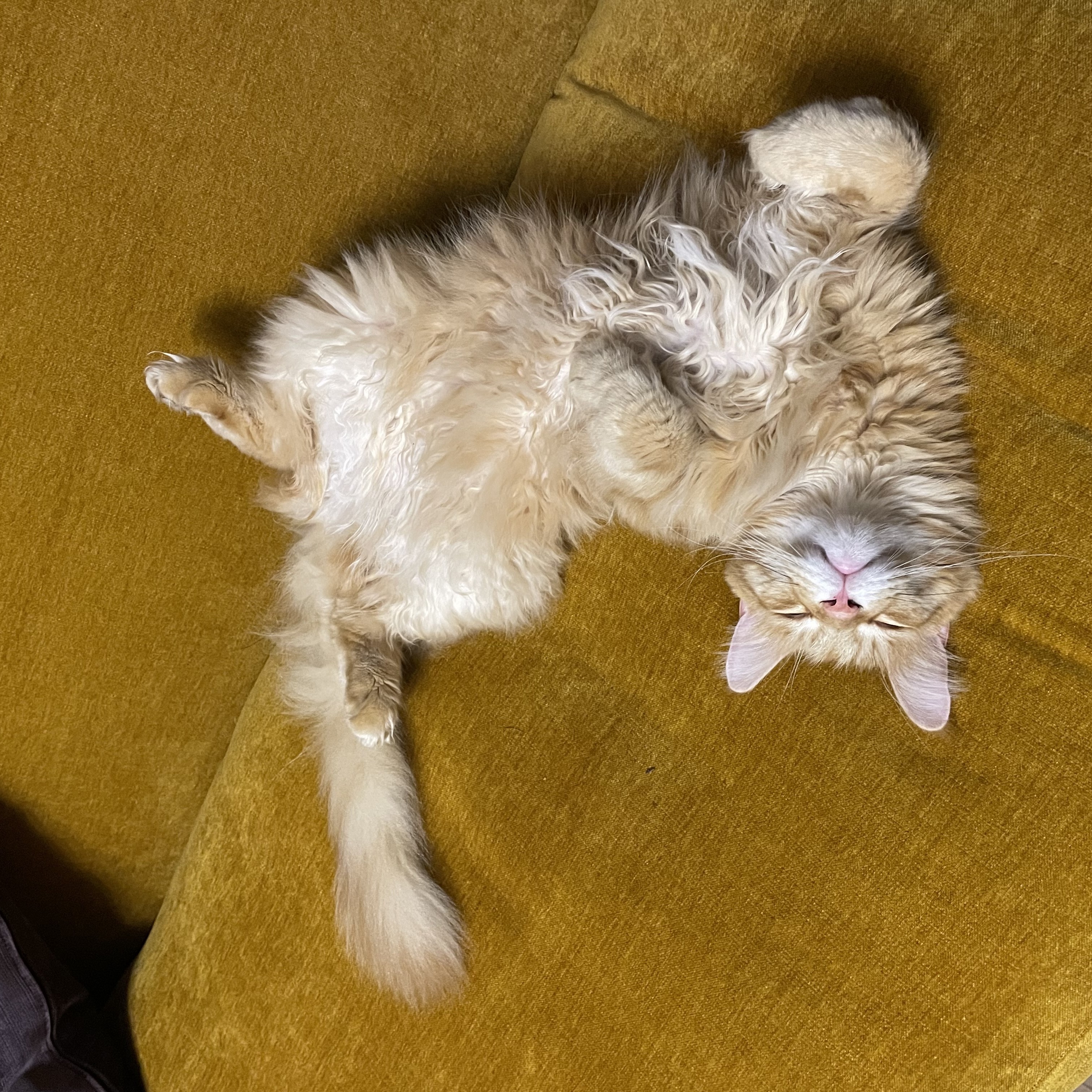Gizmo