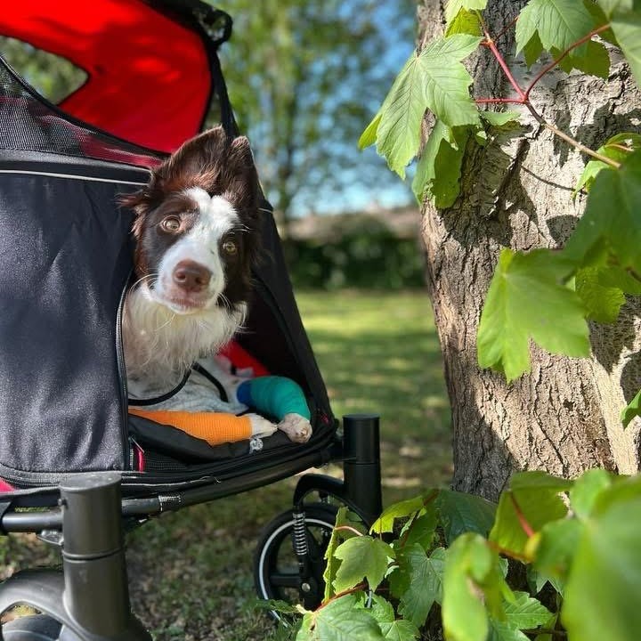 Lily-Mae